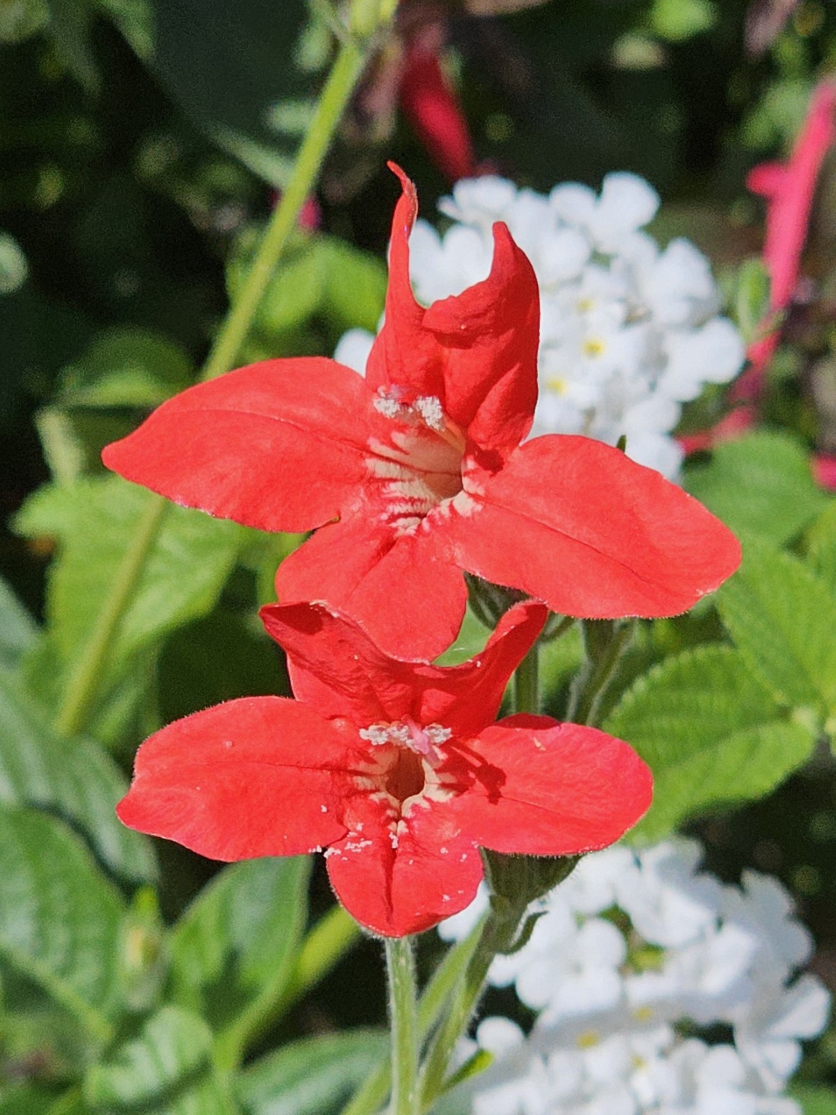 Ragin' Cajun Red Ruellia, Red Mexican Petunias