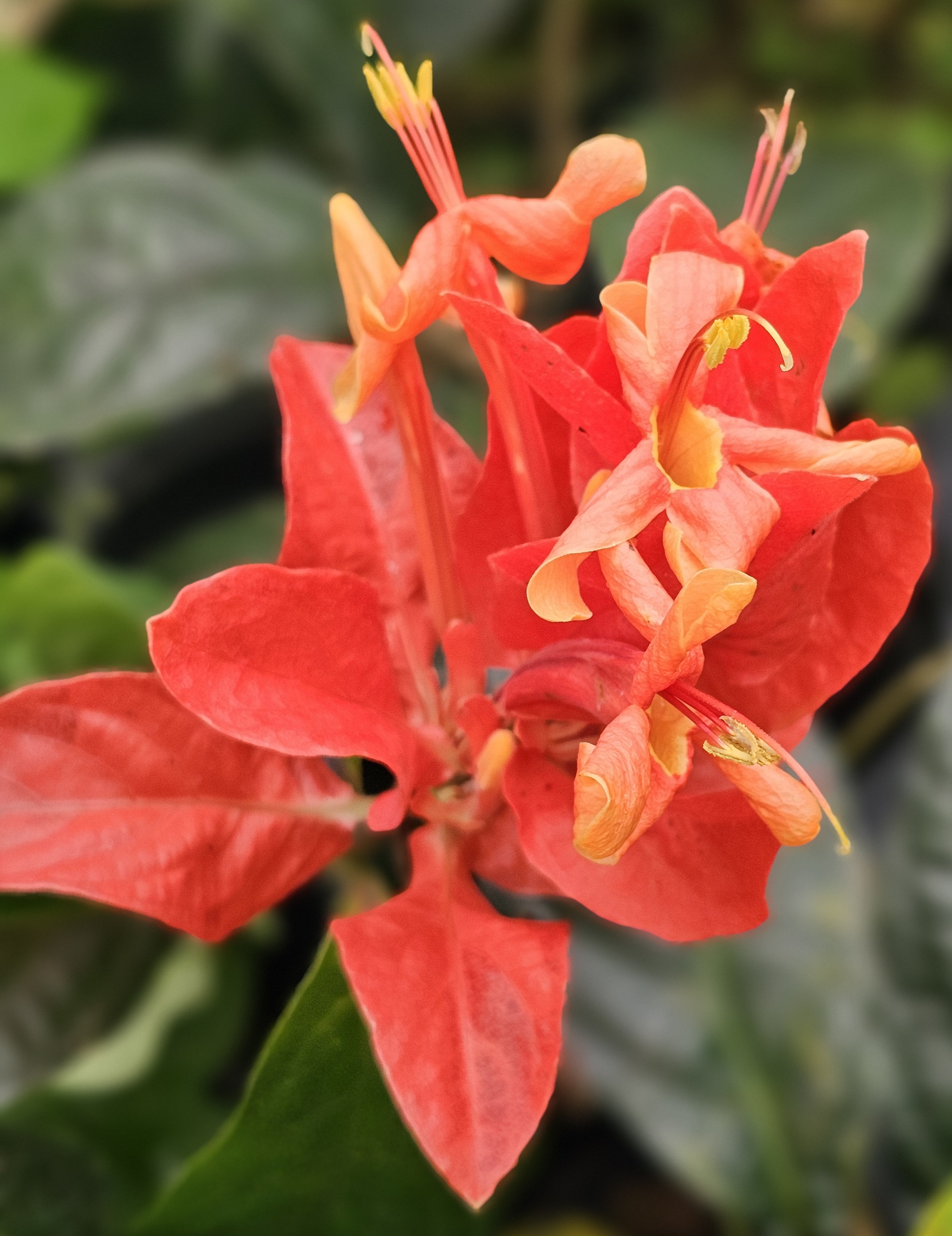 Peruvian Wild Petunia, Lobster Claw, Red Shrimp Plant, Fire Shrimp Plant, Colorama, Brazilian Flame Tree