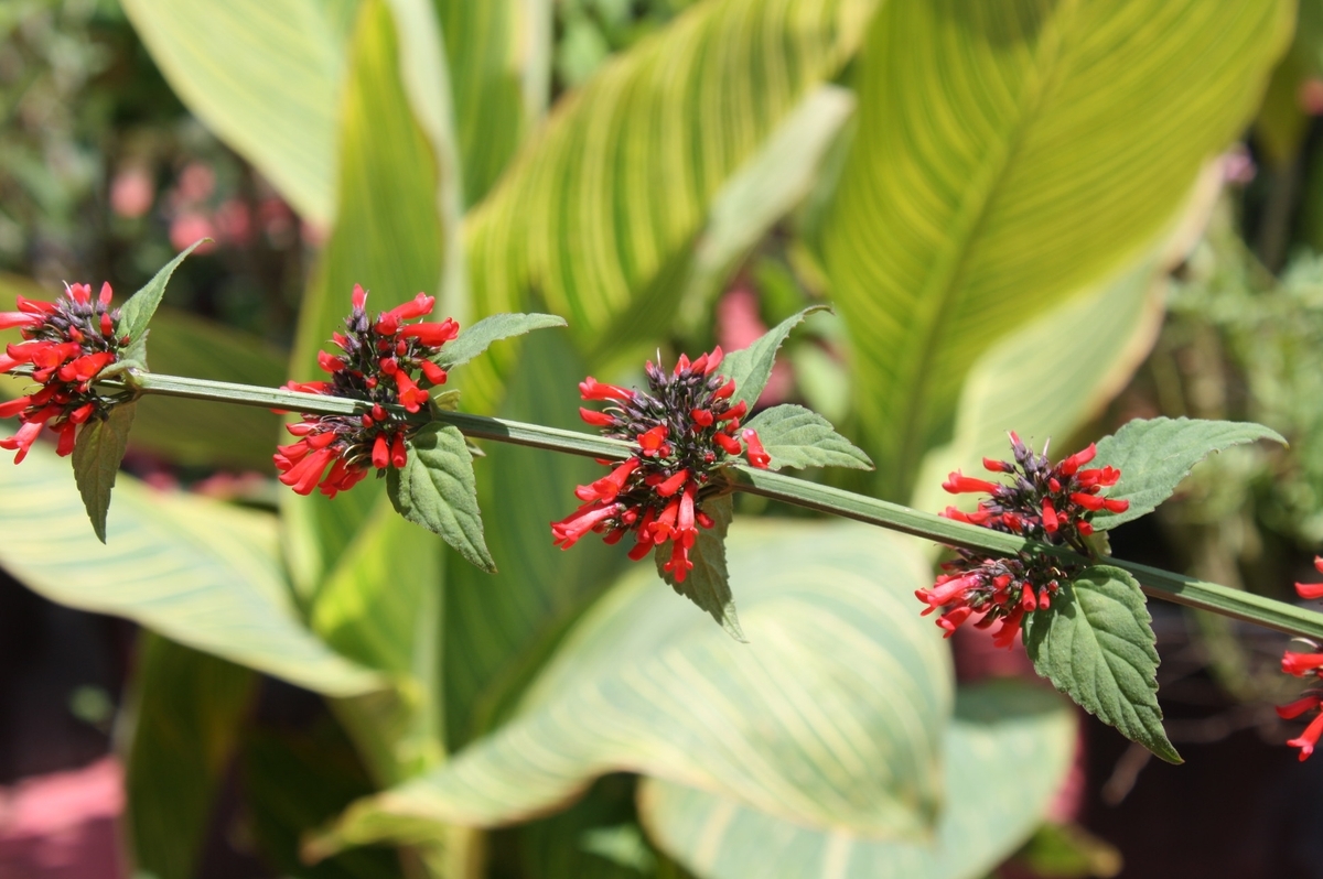 Red Rocket, Leafy Coral Blow