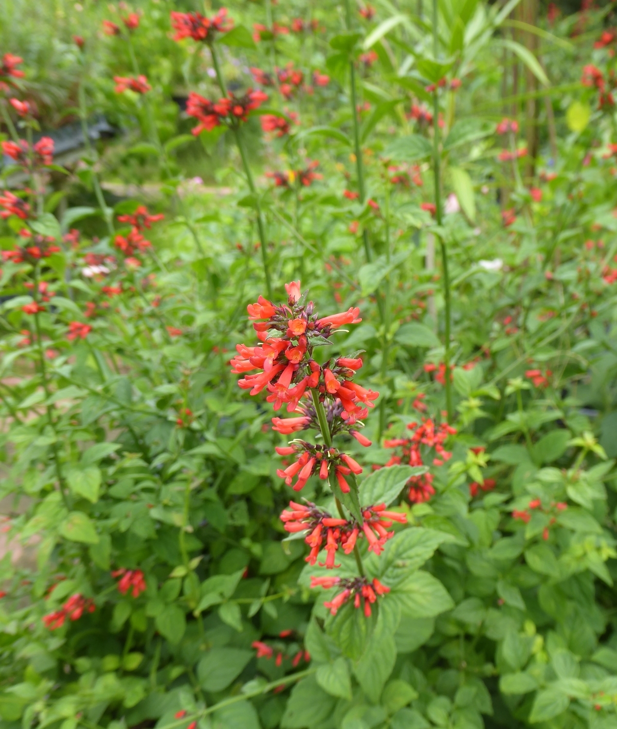 Red Rocket, Leafy Coral Blow