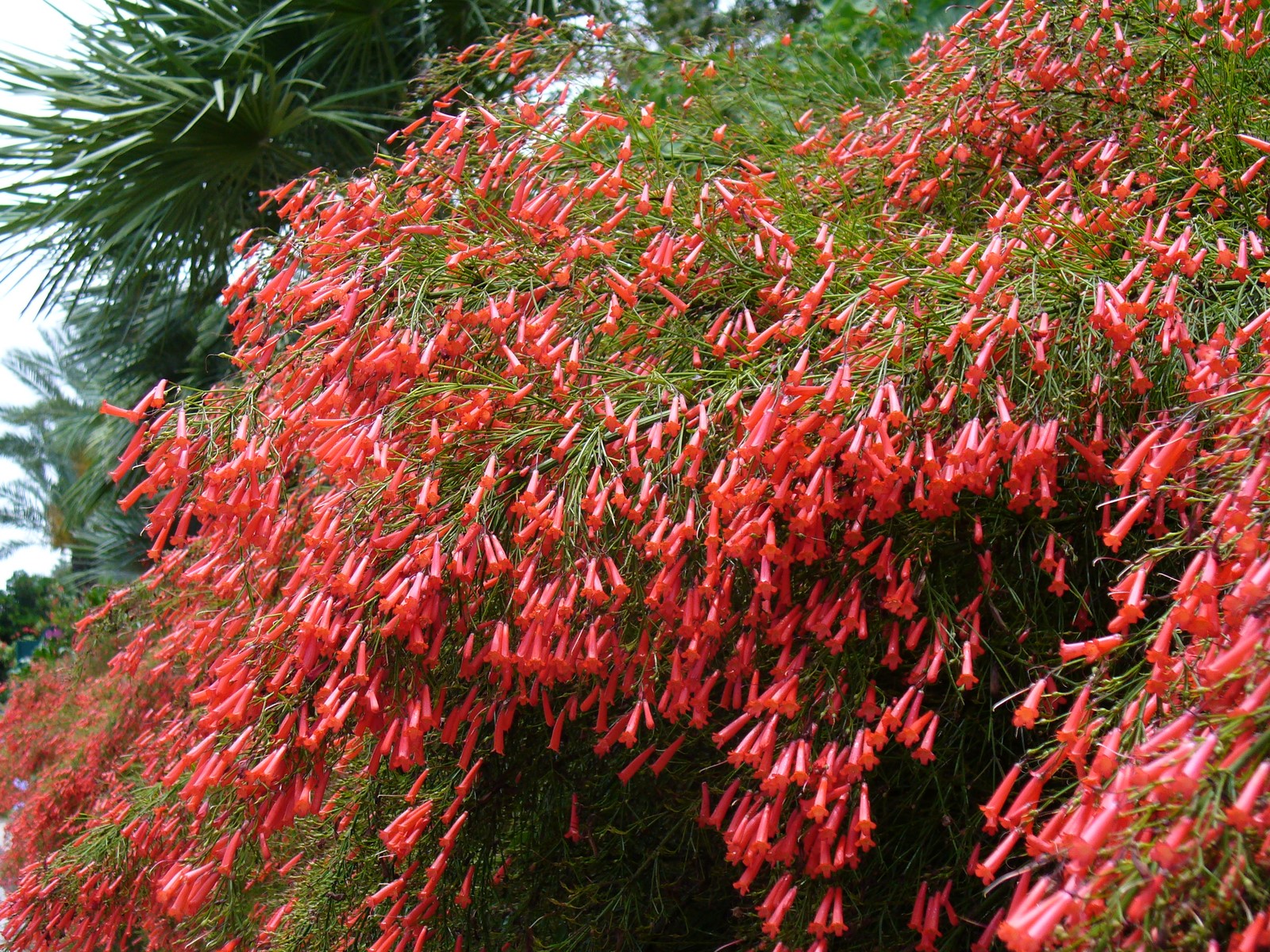 Red Firecracker Fern, Firecracker Plant, Coral Fountain Plant, Russellia