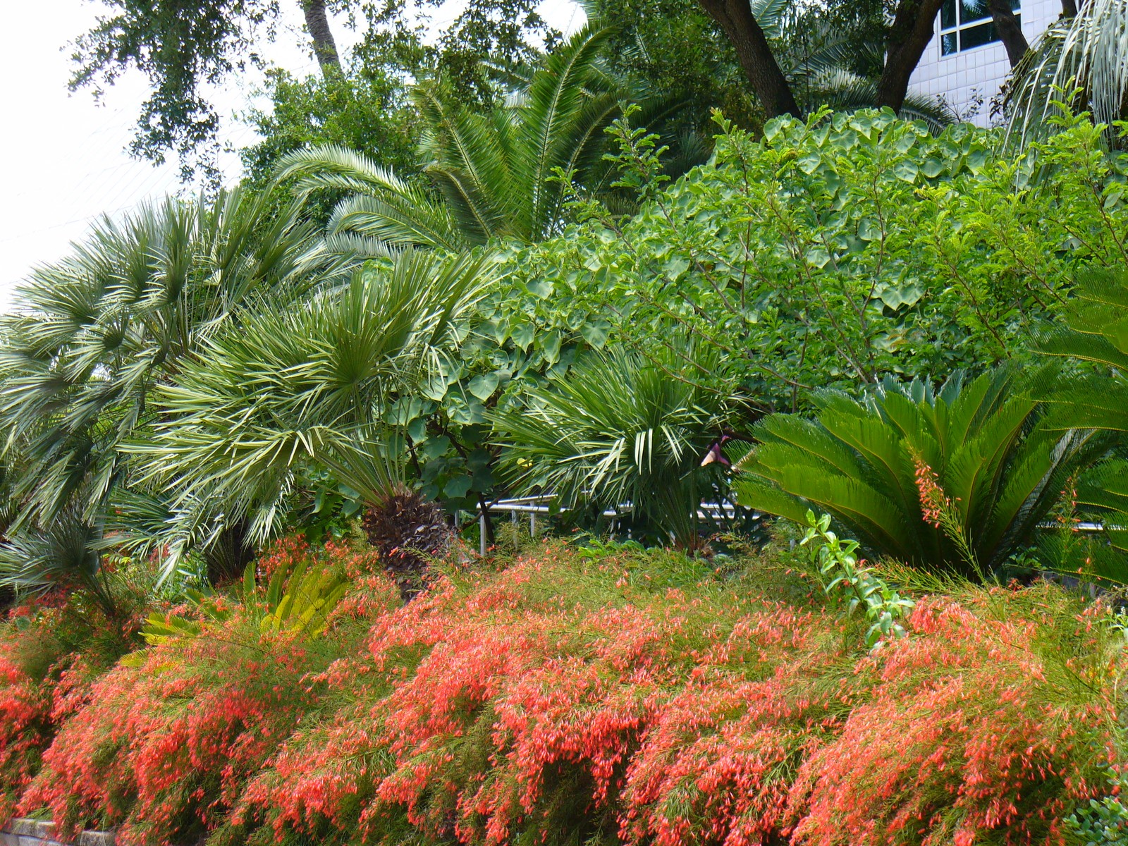 Red Firecracker Fern, Firecracker Plant, Coral Fountain Plant, Russellia