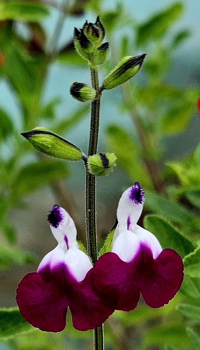 Amethyst Lips Salvia, Autumn Sage
