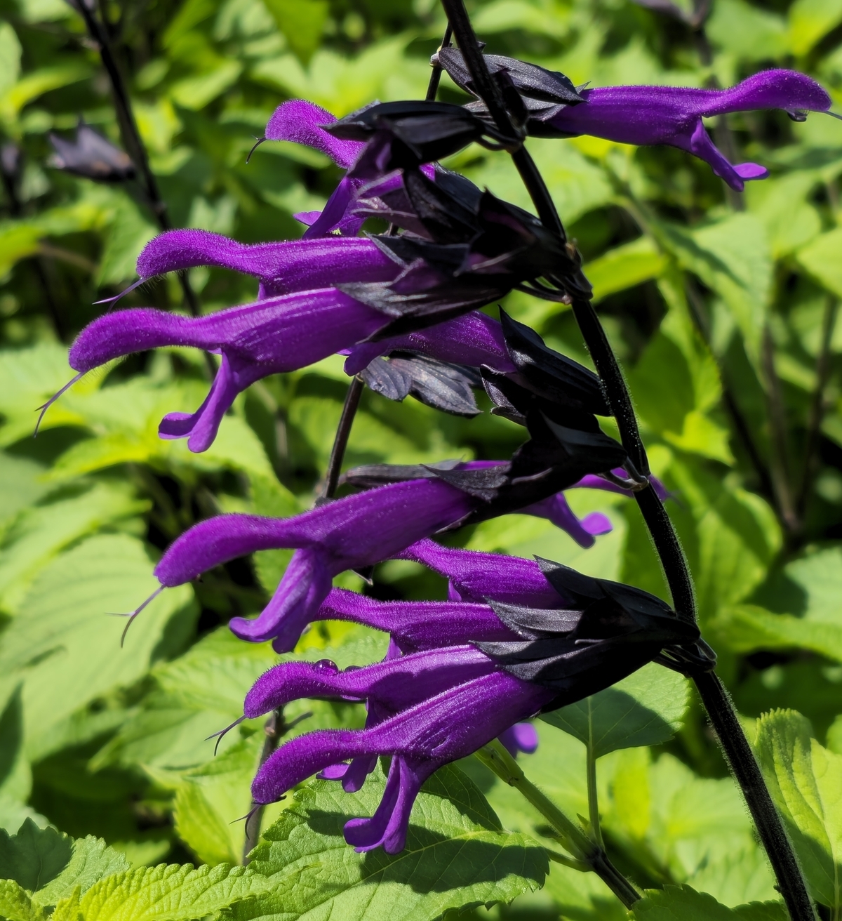 Amistad Salvia - Thumbnail 5