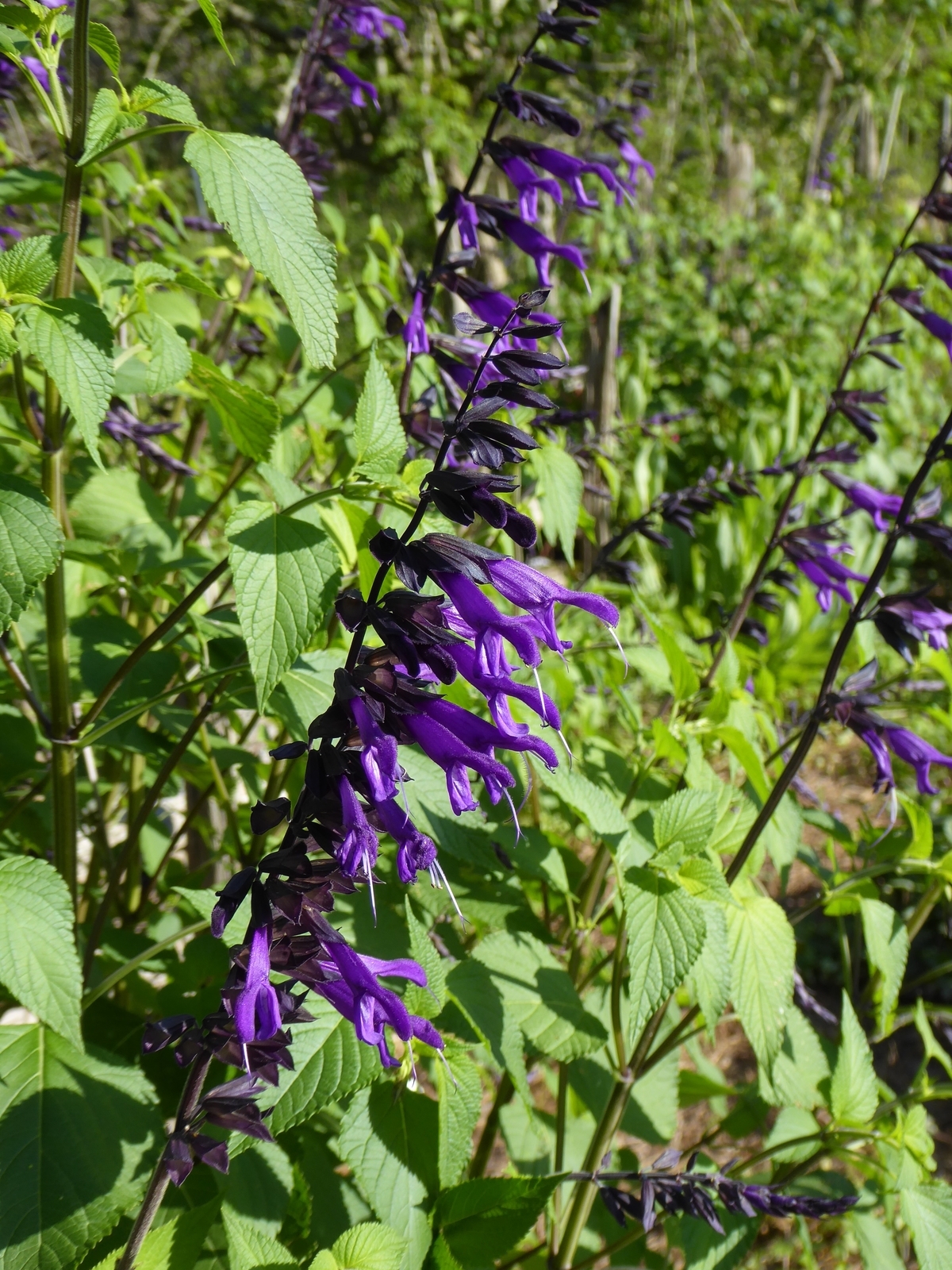 Amistad Salvia - Thumbnail 3