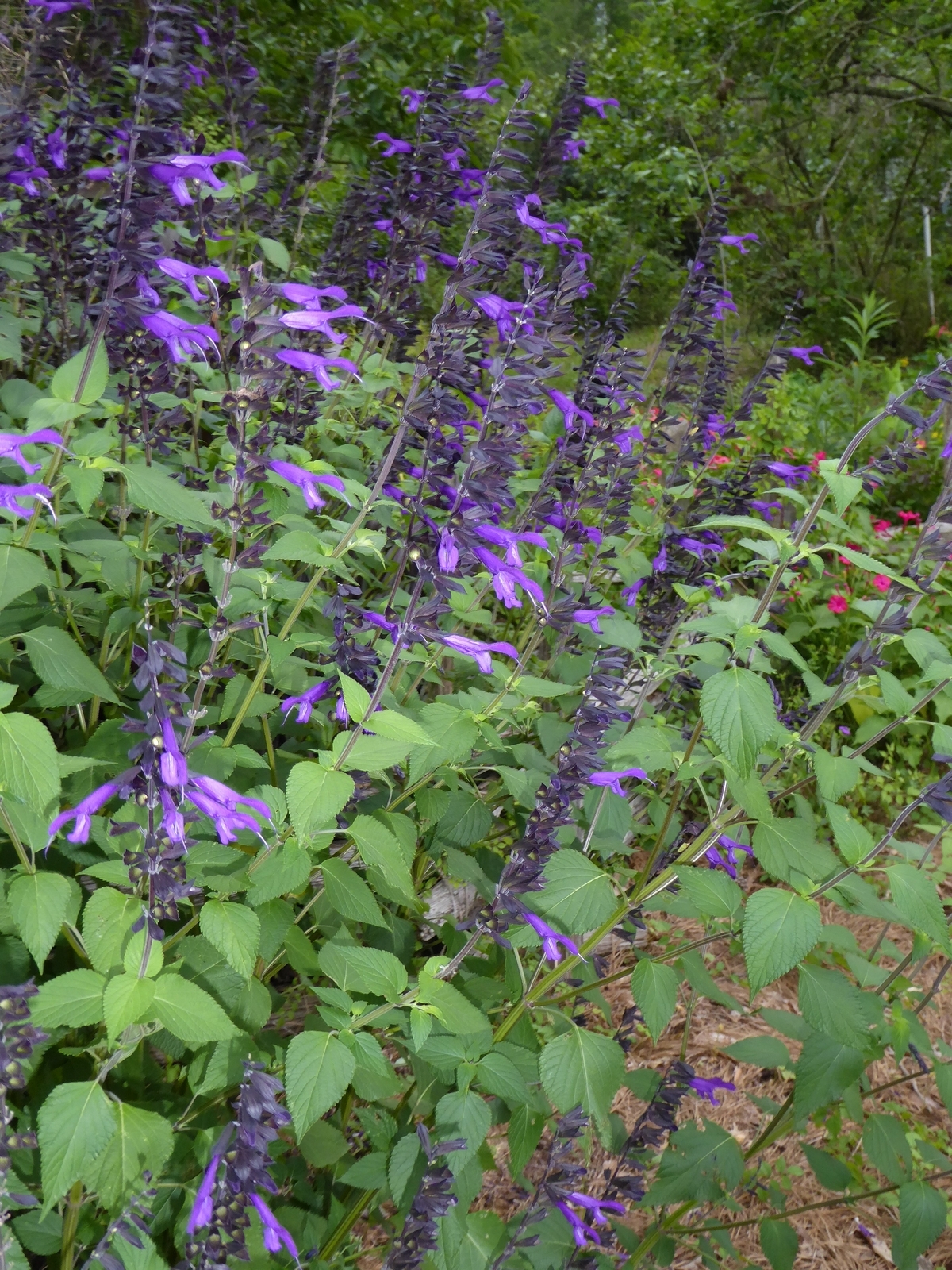 Amistad Salvia, Friendship Sage