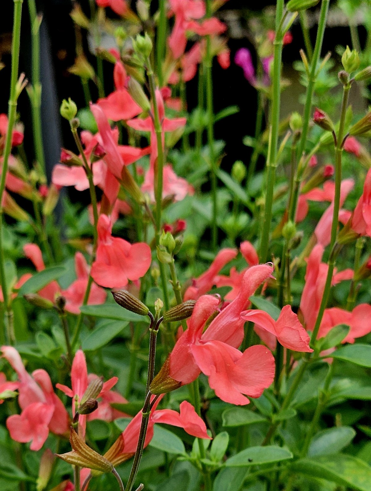 Apricot Spring Salvia