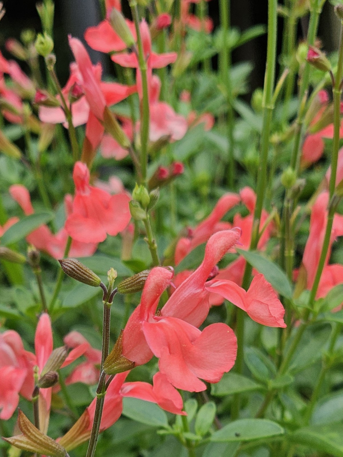 Apricot Spring Salvia