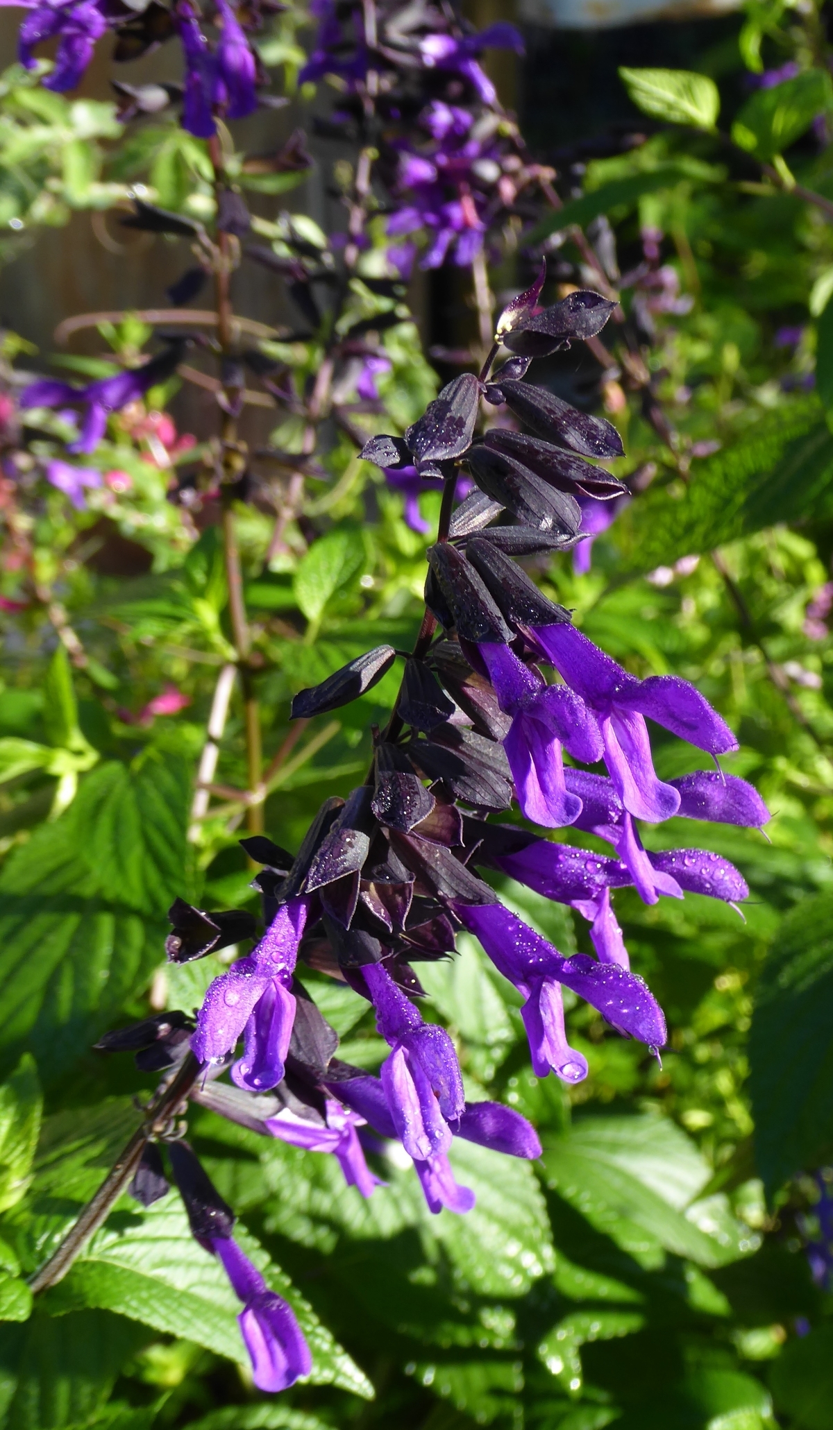 Electric Purple Salvia, Sage
