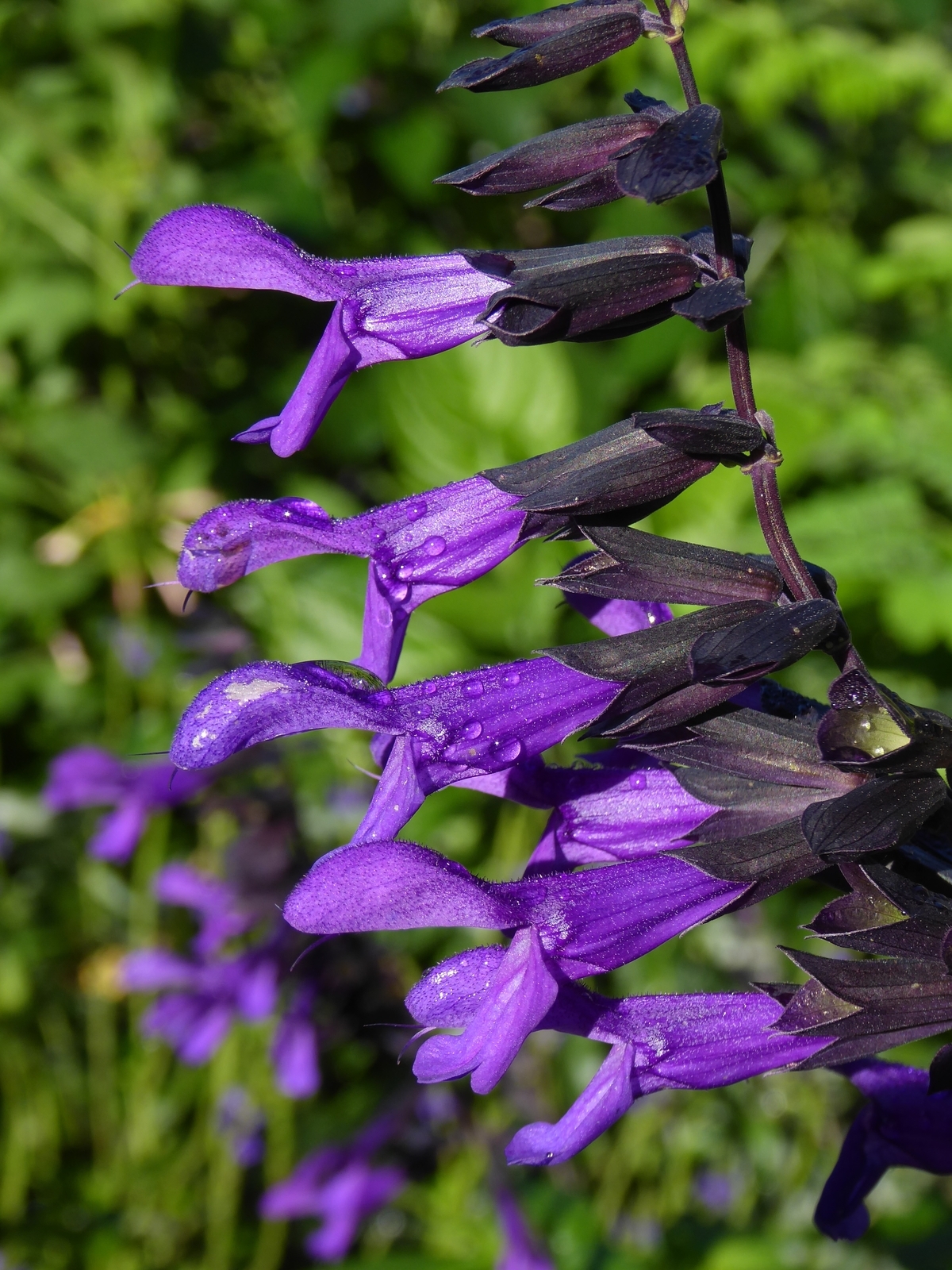 Electric Purple Salvia, Sage