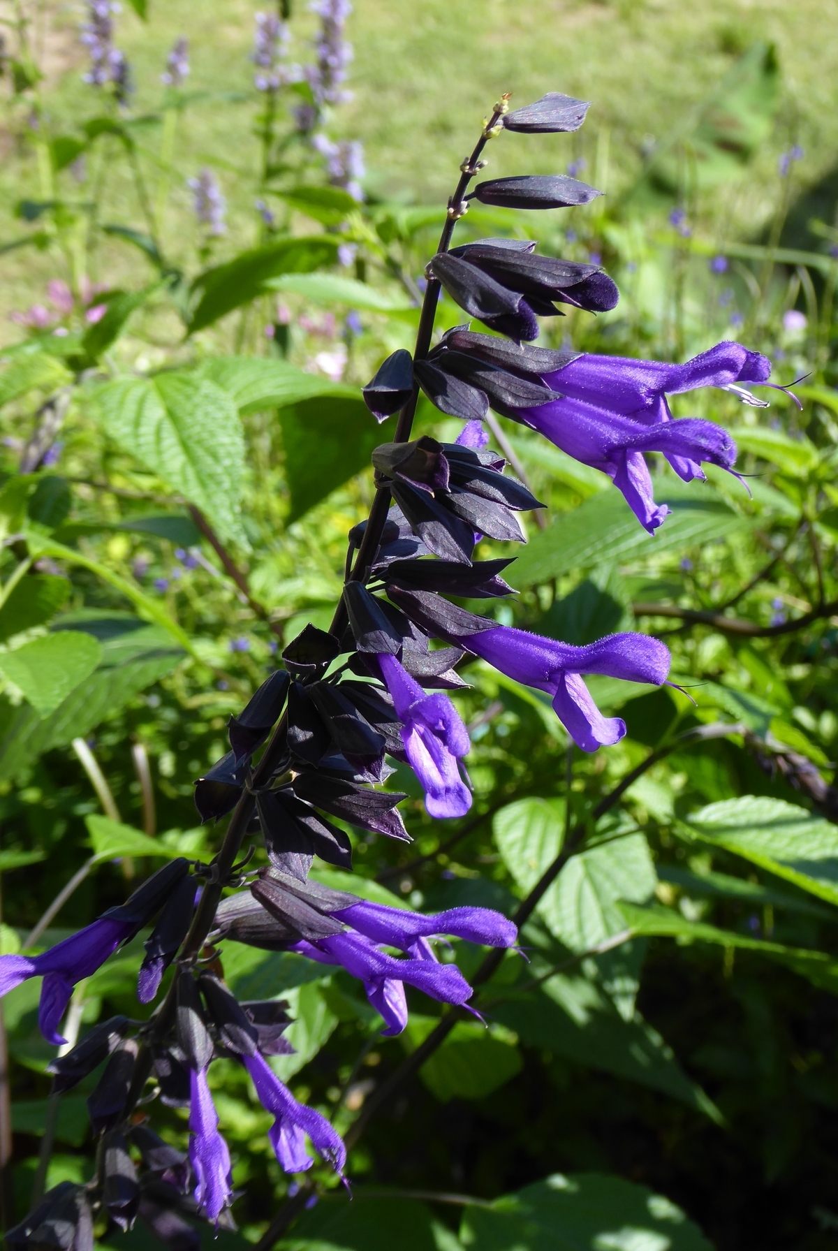 Electric Purple Salvia, Sage