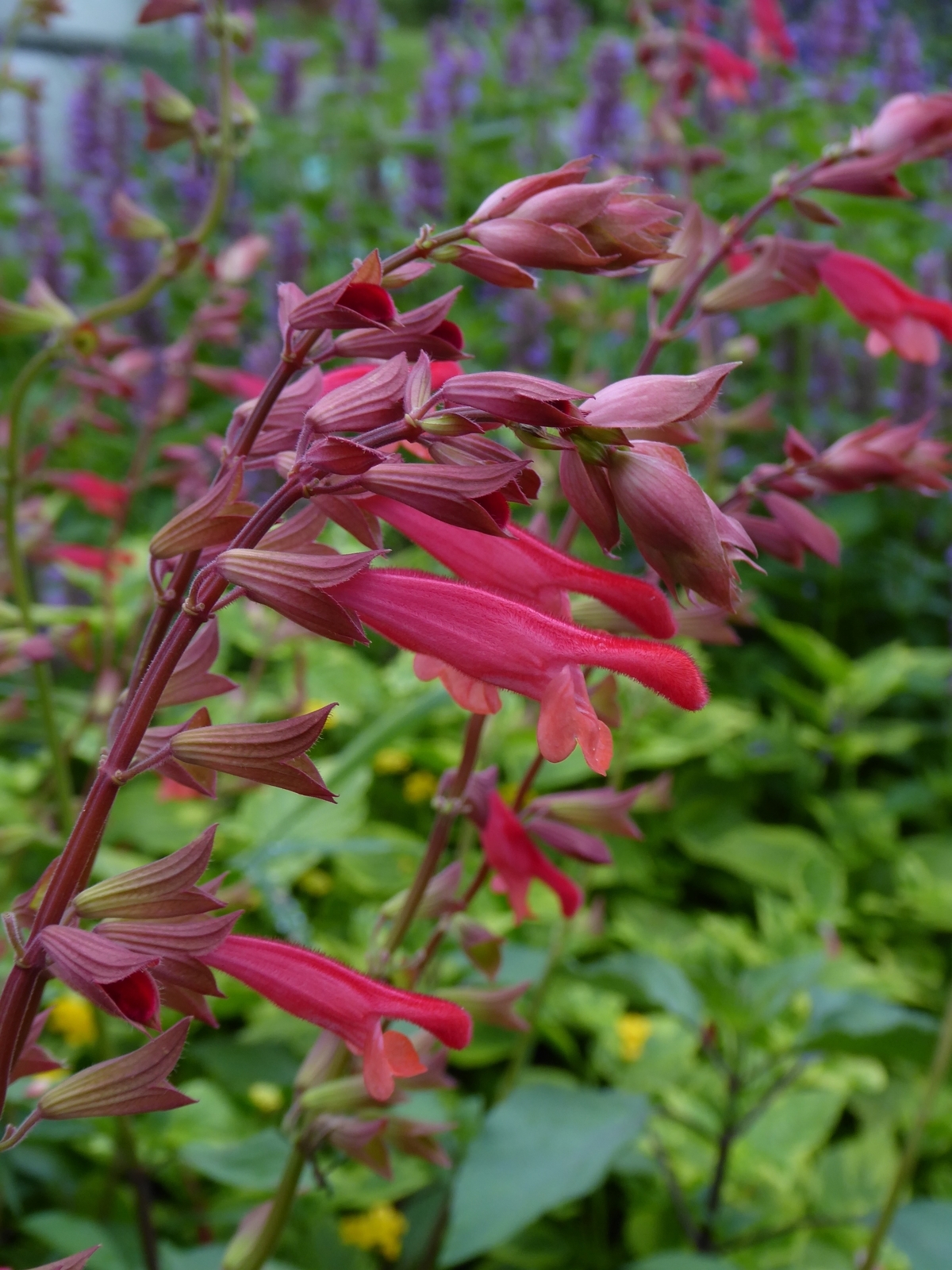 Salvia x 'Ember's Wish'