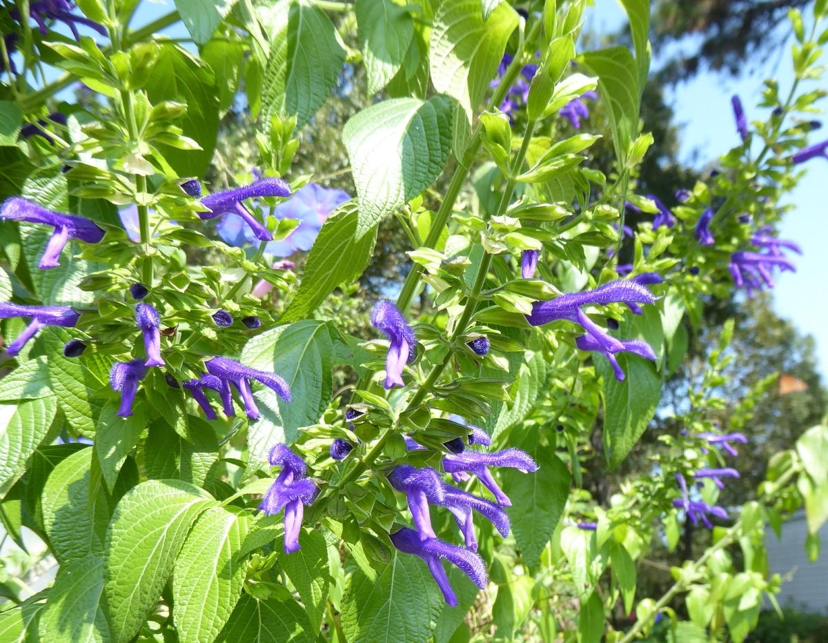 Margie Griffith Salvia, Sage