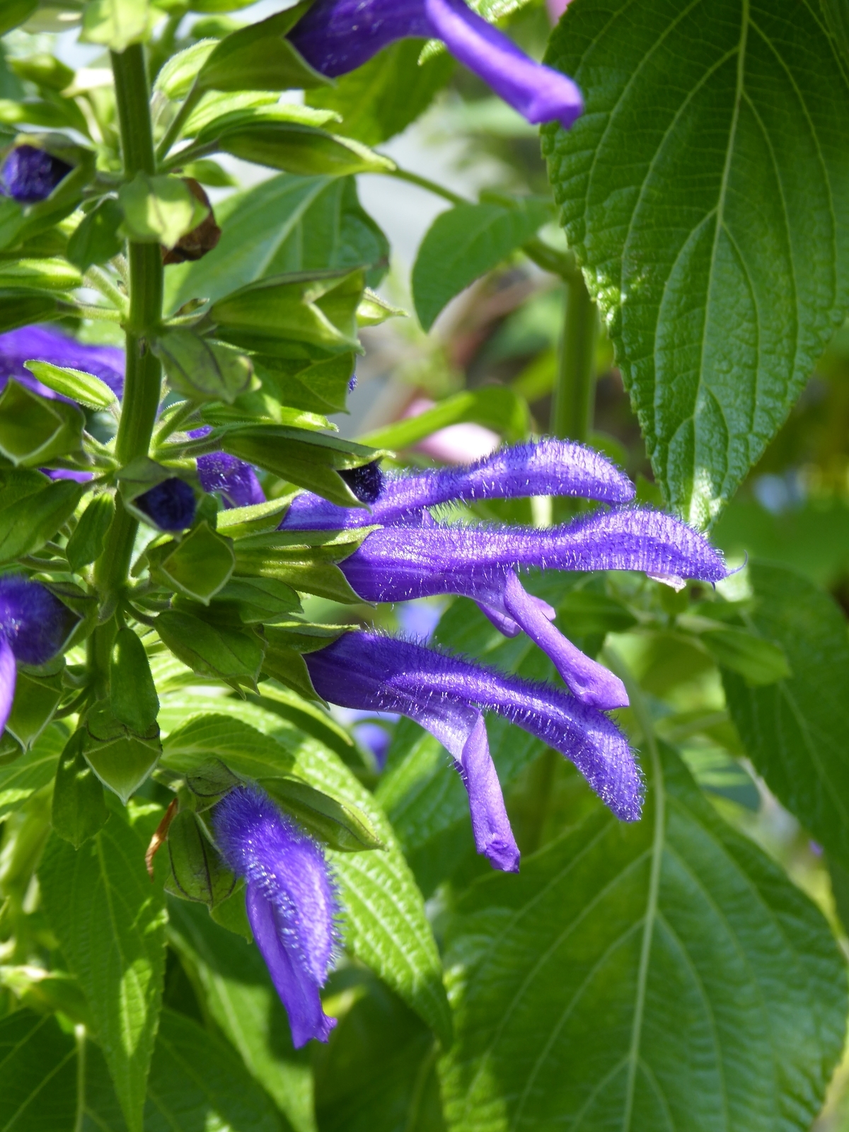 Margie Griffith Salvia, Sage