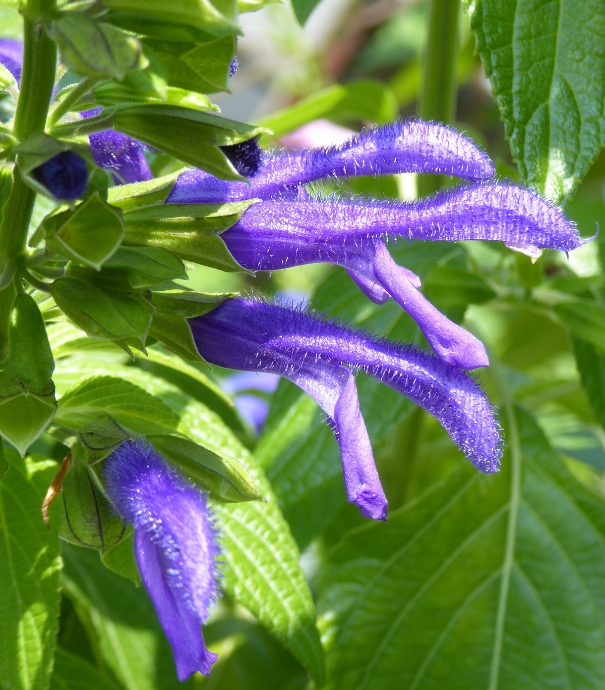 Margie Griffith Salvia, Sage