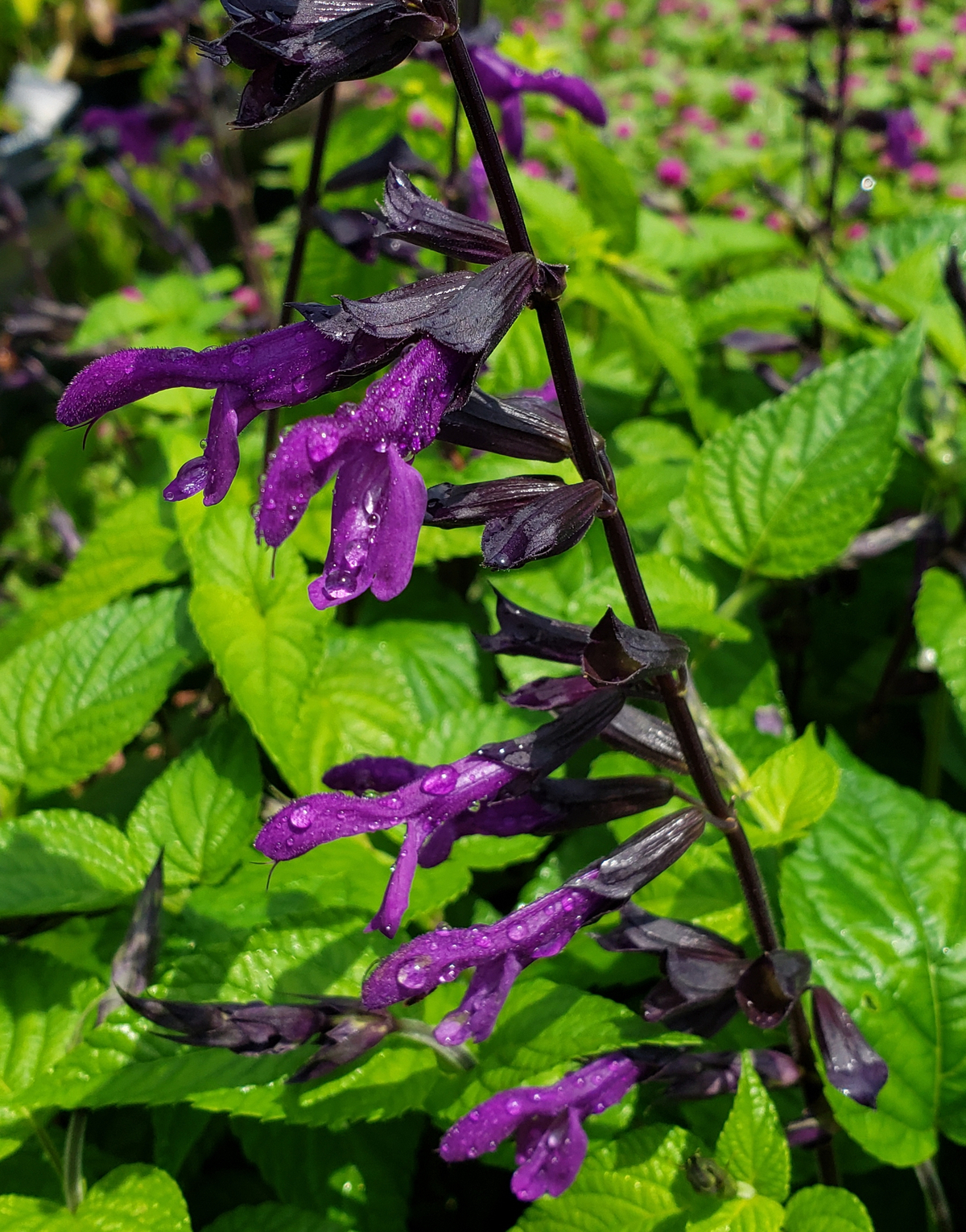 Purple & Bloom Salvia, Anise Sage