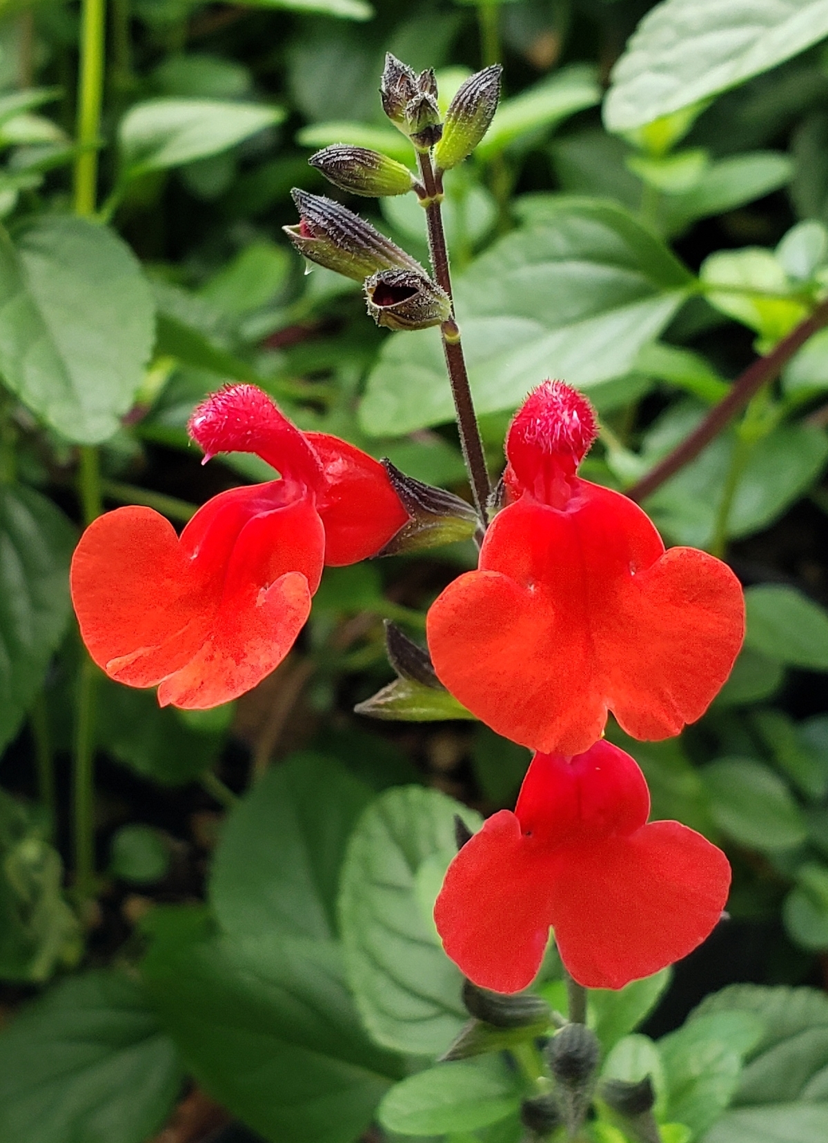Royal Bumble Salvia, Littleleaf Sage