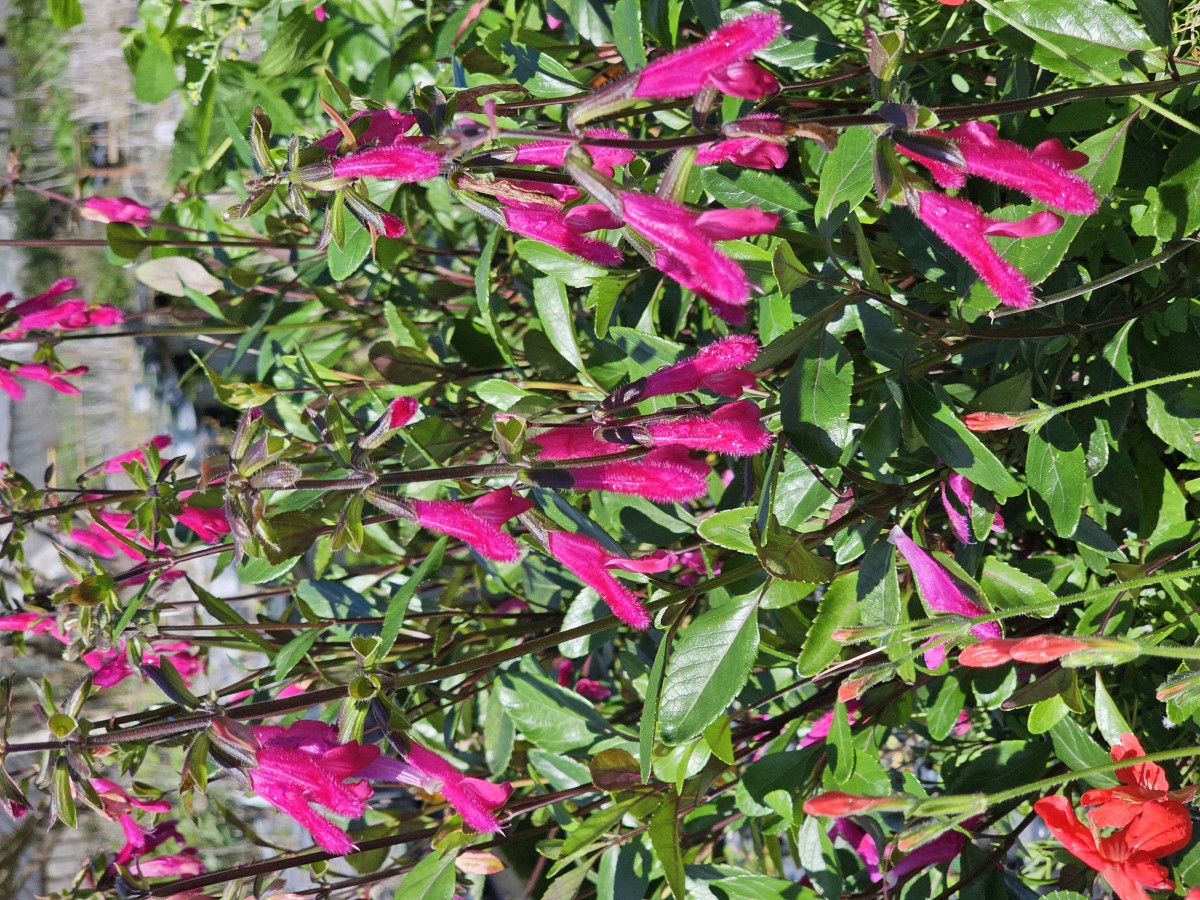 Buchanan's Sage, Purple Autumn Sage, Fuchsia Sage, Salvia