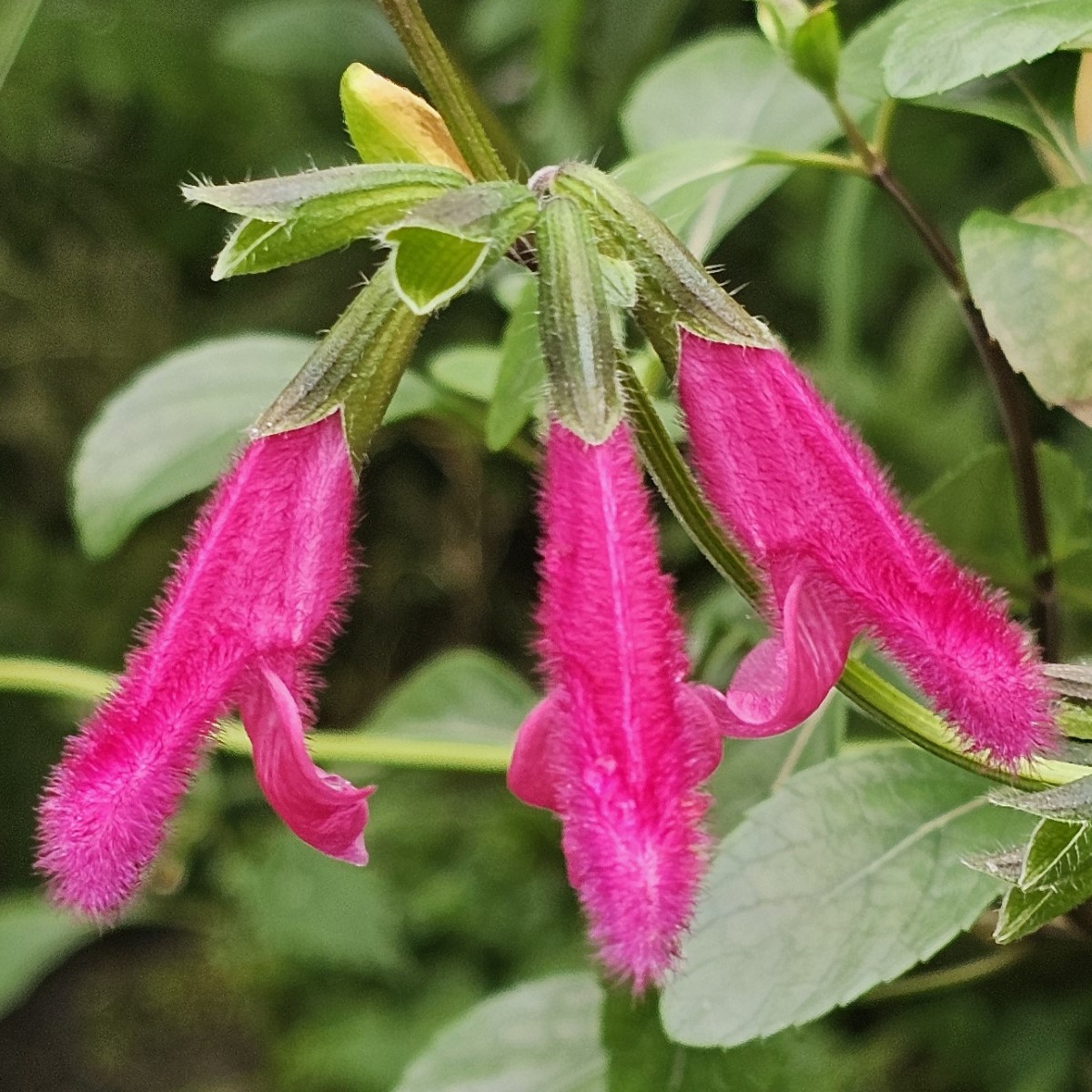 Buchanan's Sage, Purple Autumn Sage, Fuchsia Sage, Salvia