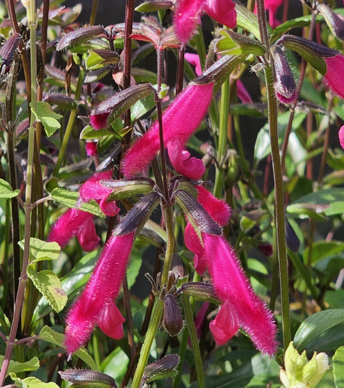 Buchanan's Sage, Purple Autumn Sage, Fuchsia Sage, Salvia
