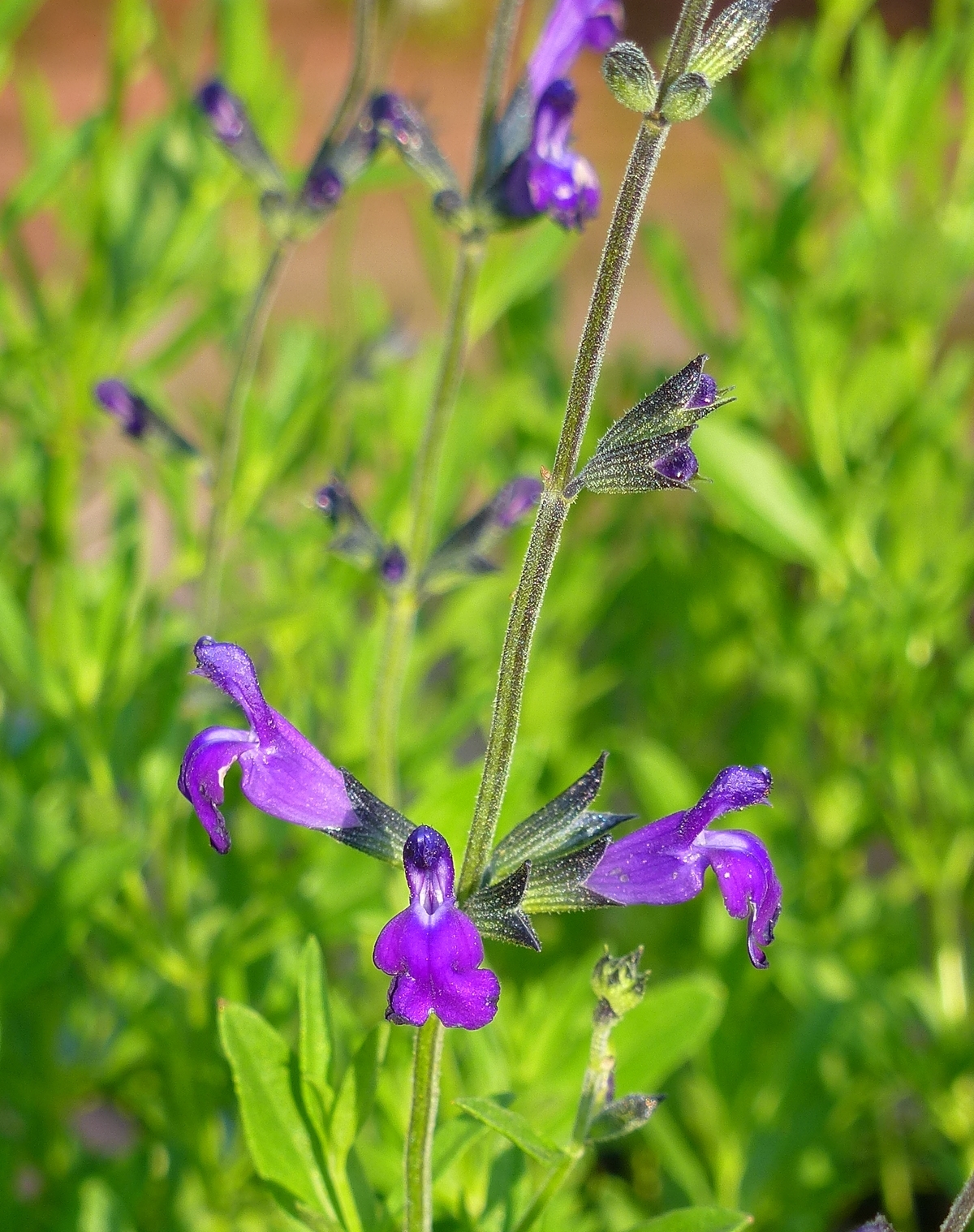 Nuevo Leon Purple Autumn Sage, Cherry Sage, Texas Sage, Gregg's Sage