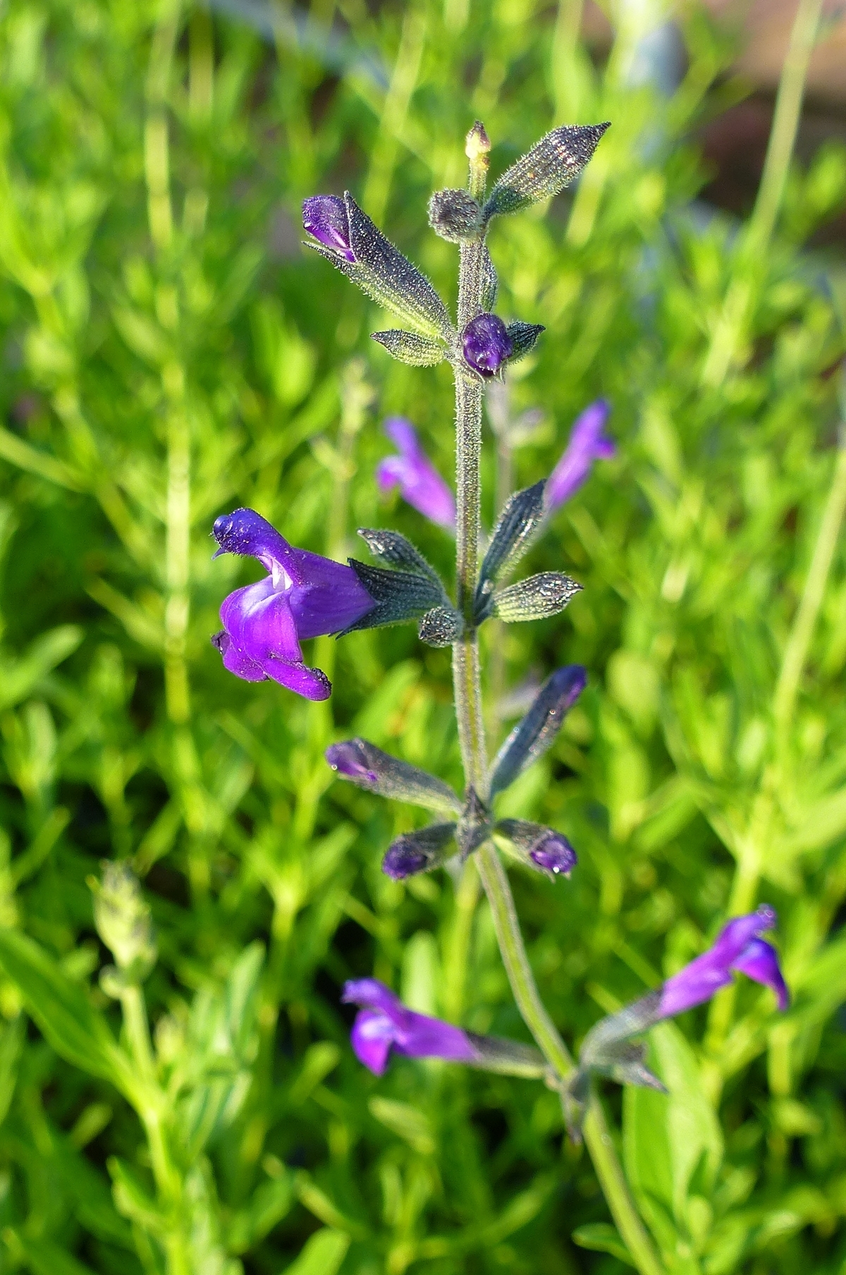 Nuevo Leon Purple Autumn Sage, Cherry Sage, Texas Sage, Gregg's Sage
