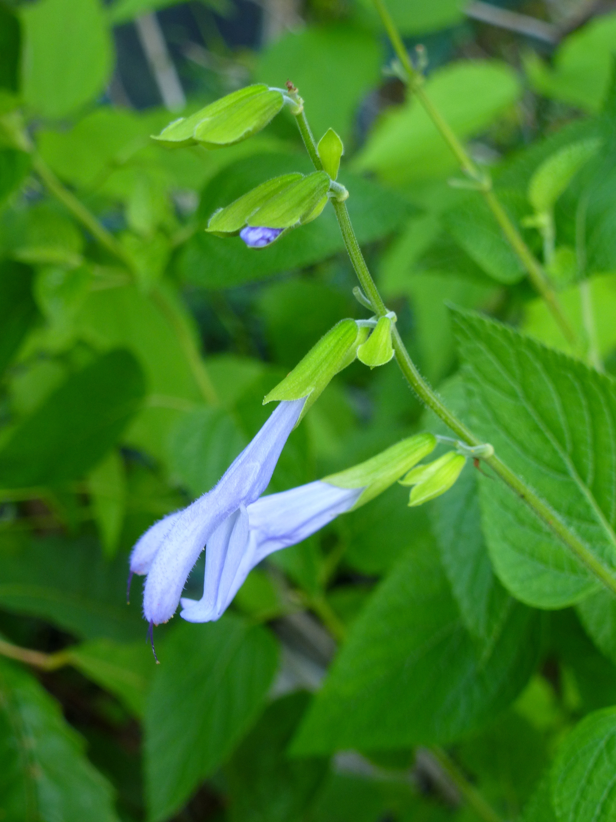 Argentina Skies Salvia, Anise Sage, Brazilian Sage