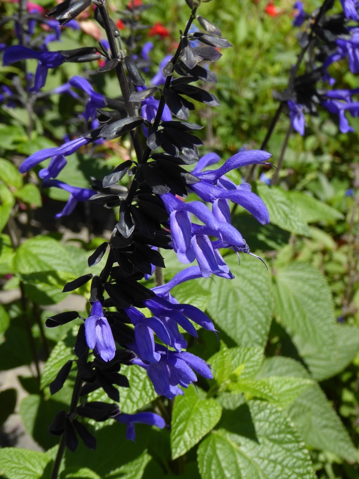 Black & Bloom Salvia, Anise Sage