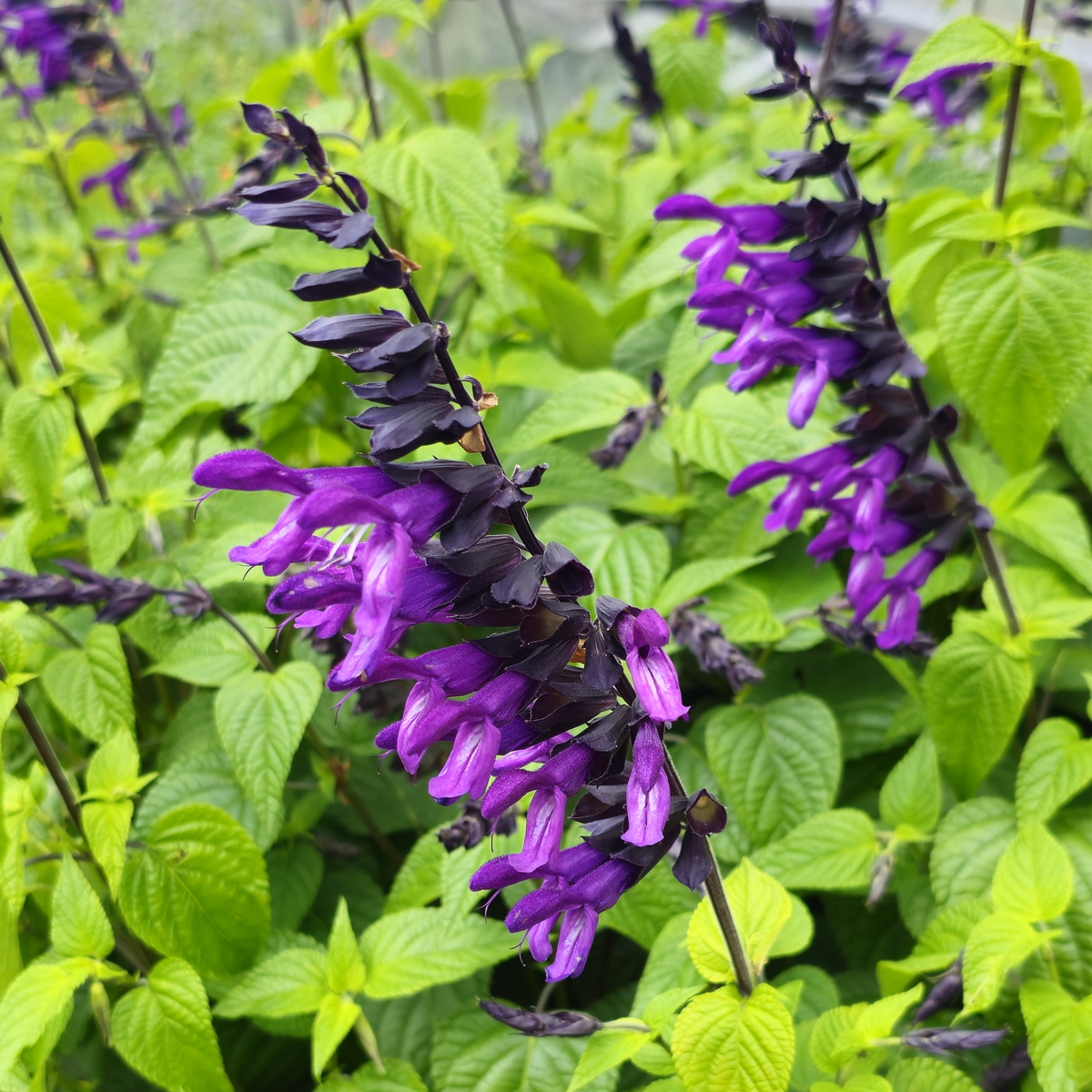 Purple & Bloom Salvia, Anise Sage