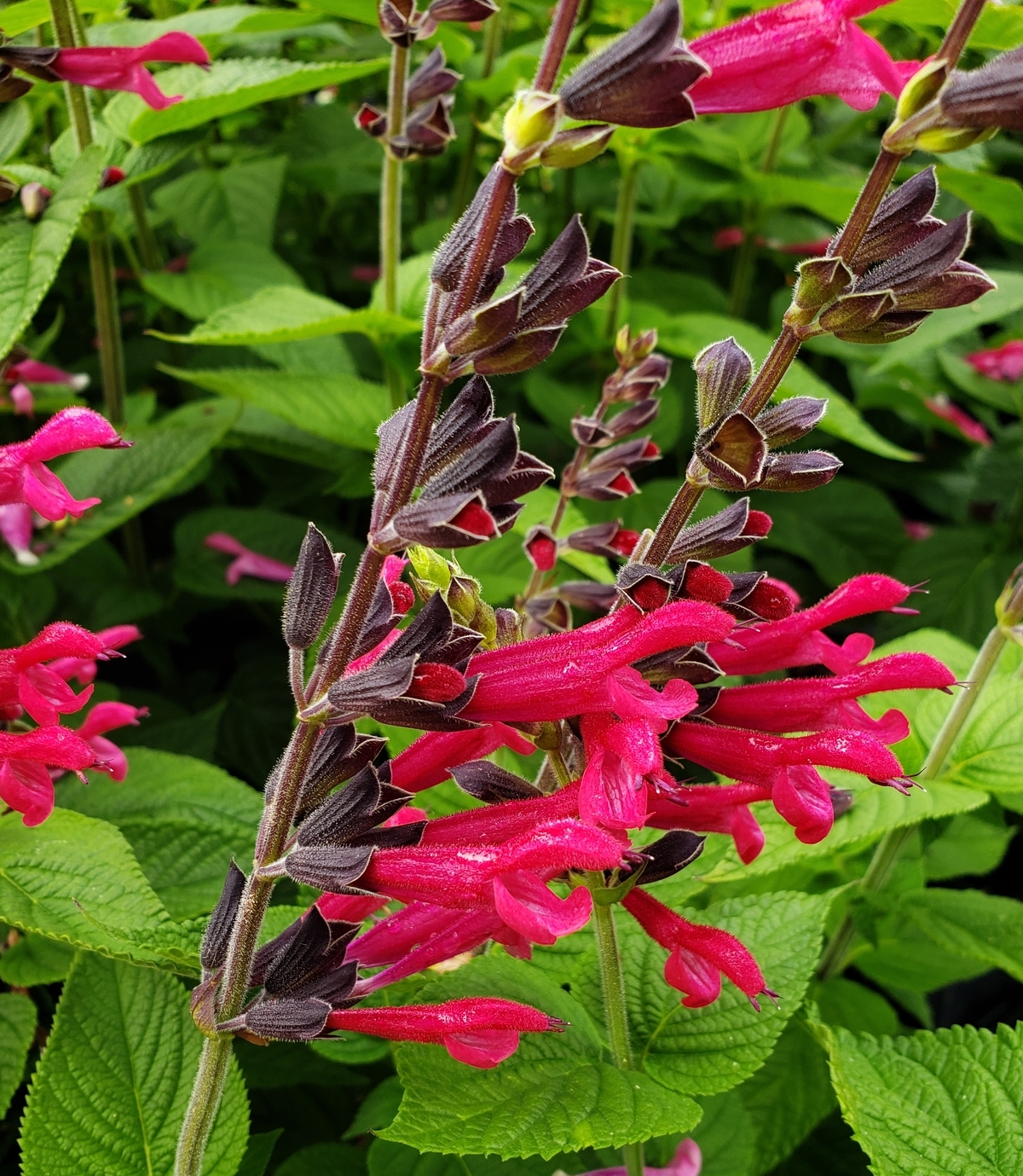 Amante Salvia, Sage