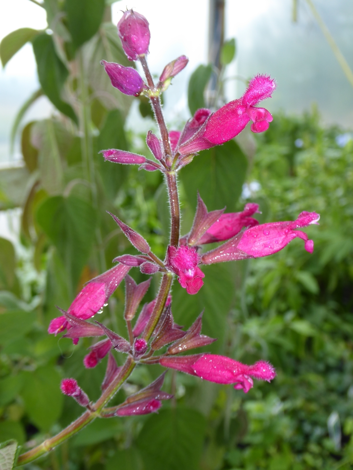Rosebud Sage, Roseleaf Sage, Salvia