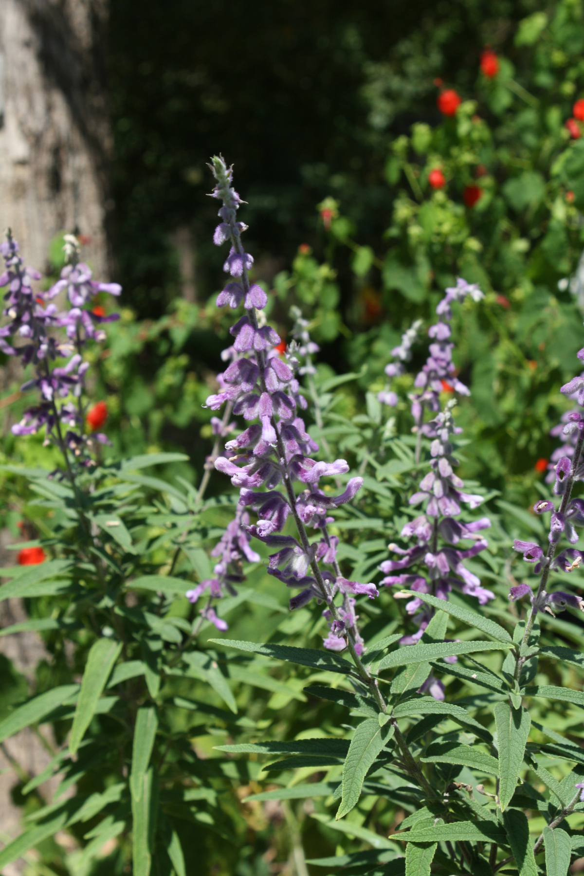 Santa Barbara Dwarf Purple Mexican Sage Bush