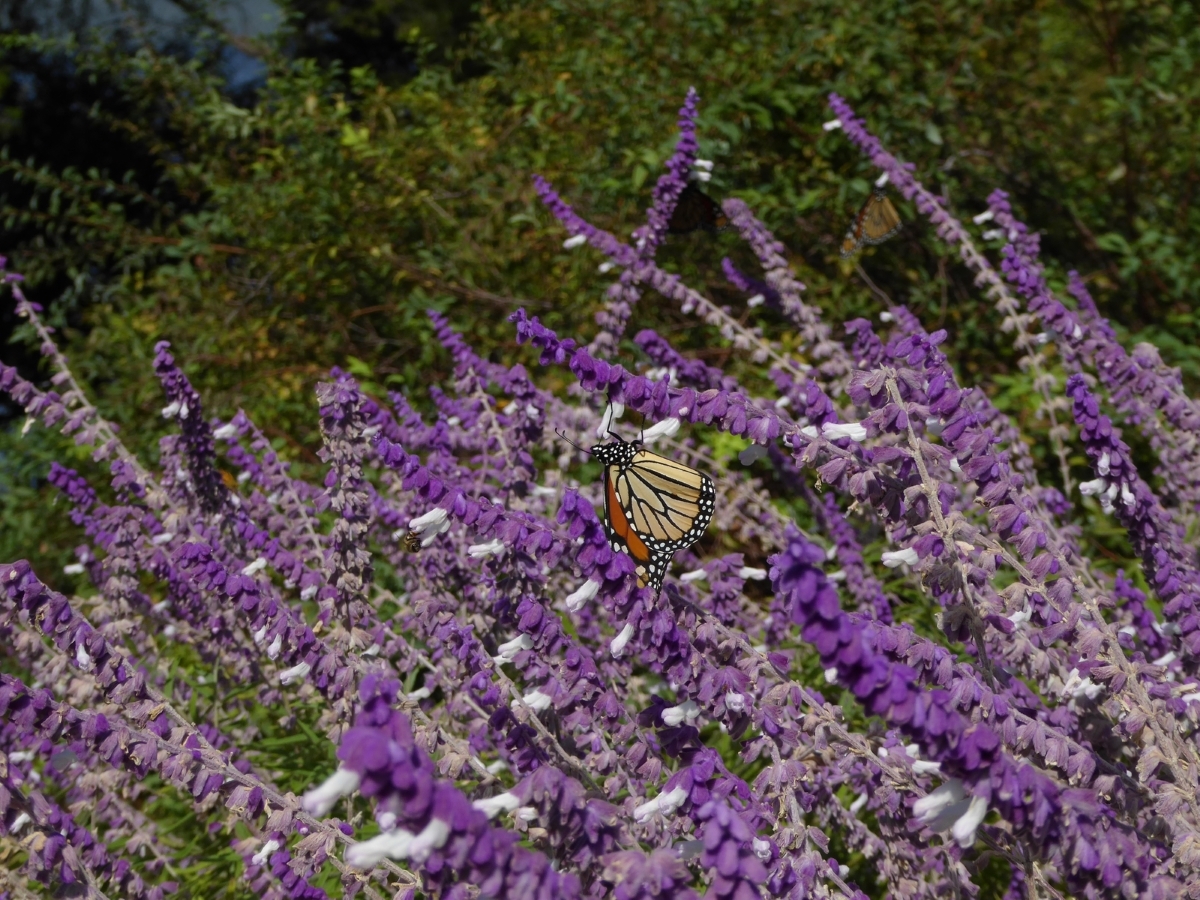 Bicolor Mexican Sage Bush