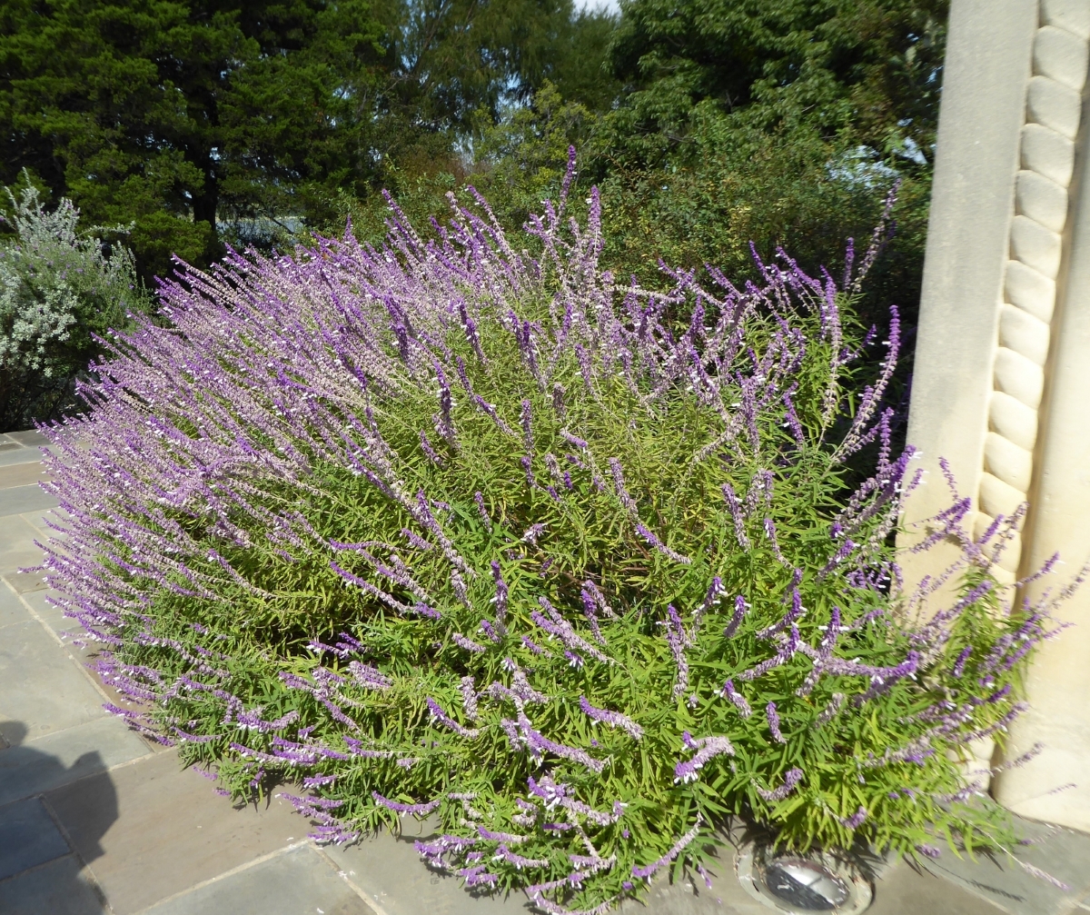 Bicolor Mexican Sage Bush