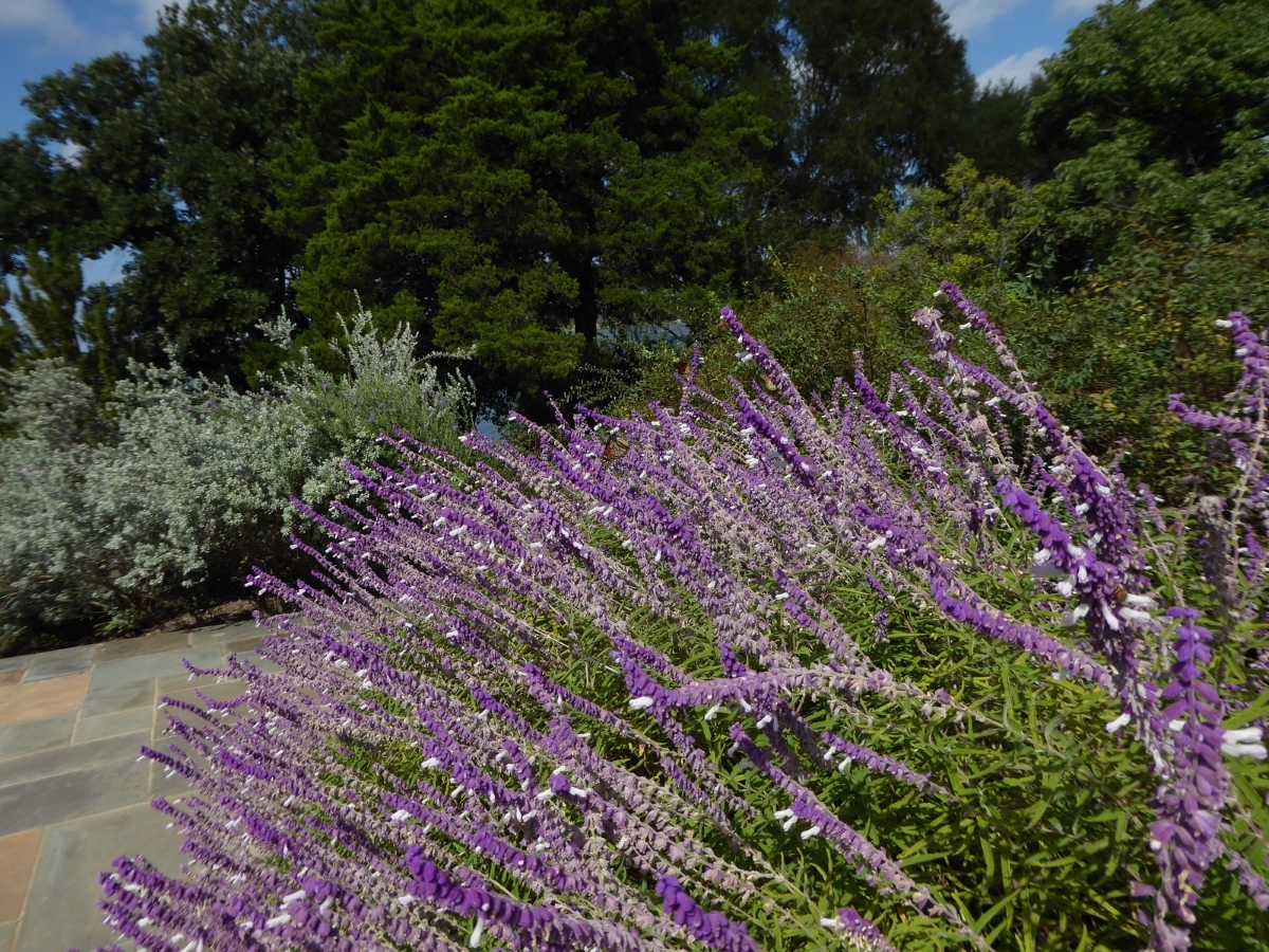 Bicolor Mexican Sage Bush