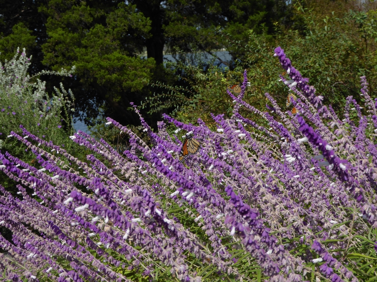 Bicolor Mexican Sage Bush