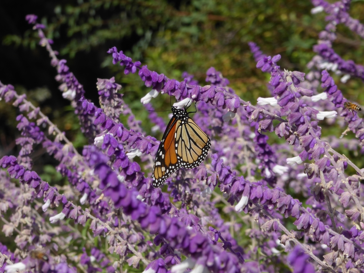 Bicolor Mexican Sage Bush