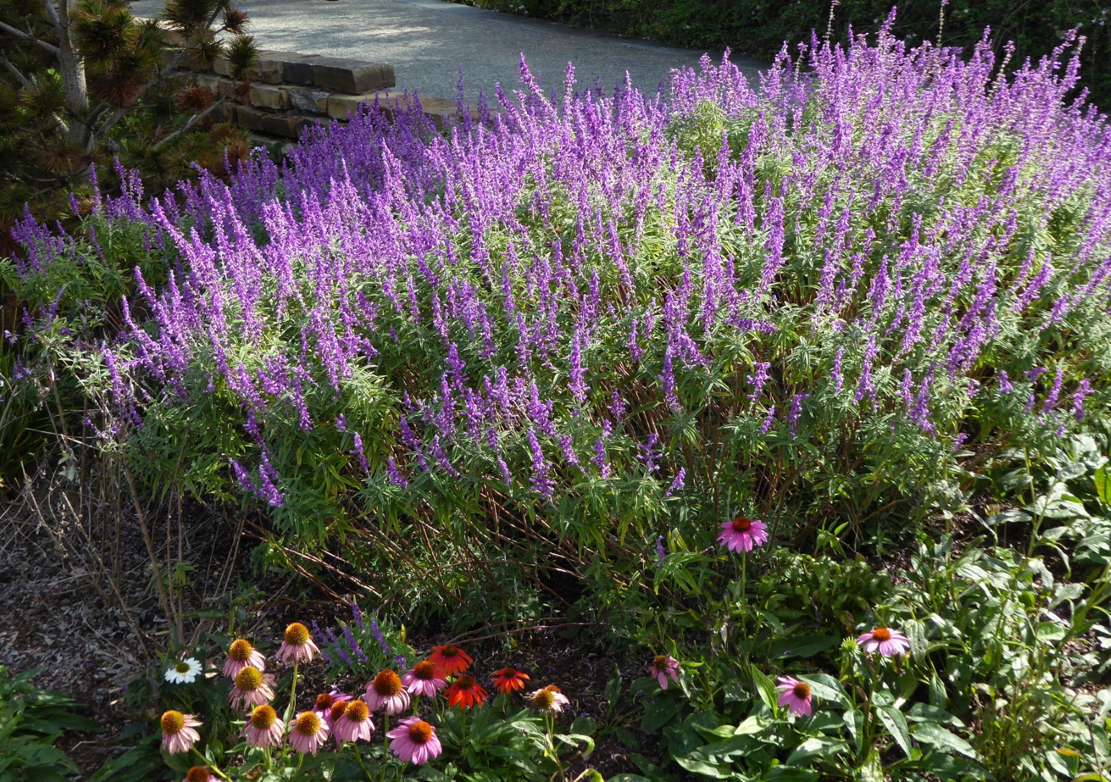 Santa Barbara Dwarf Purple Mexican Sage Bush