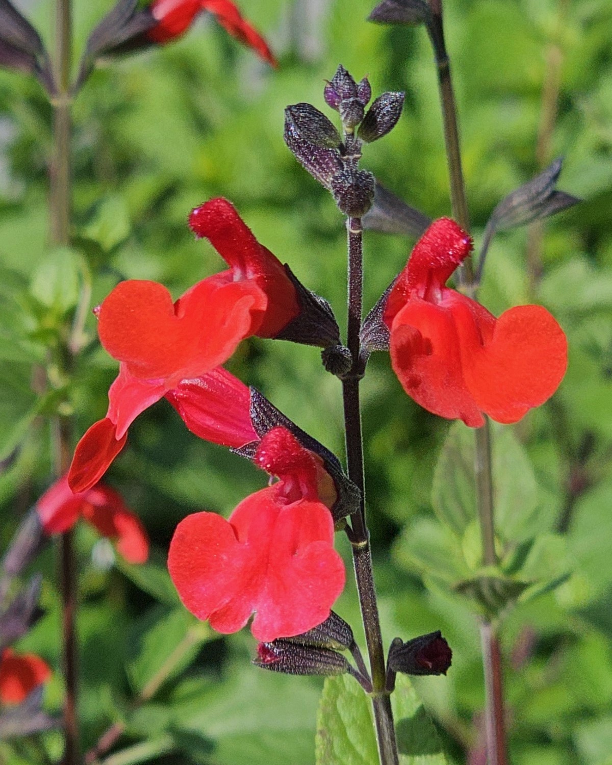 Royal Bumble Salvia, Littleleaf Sage