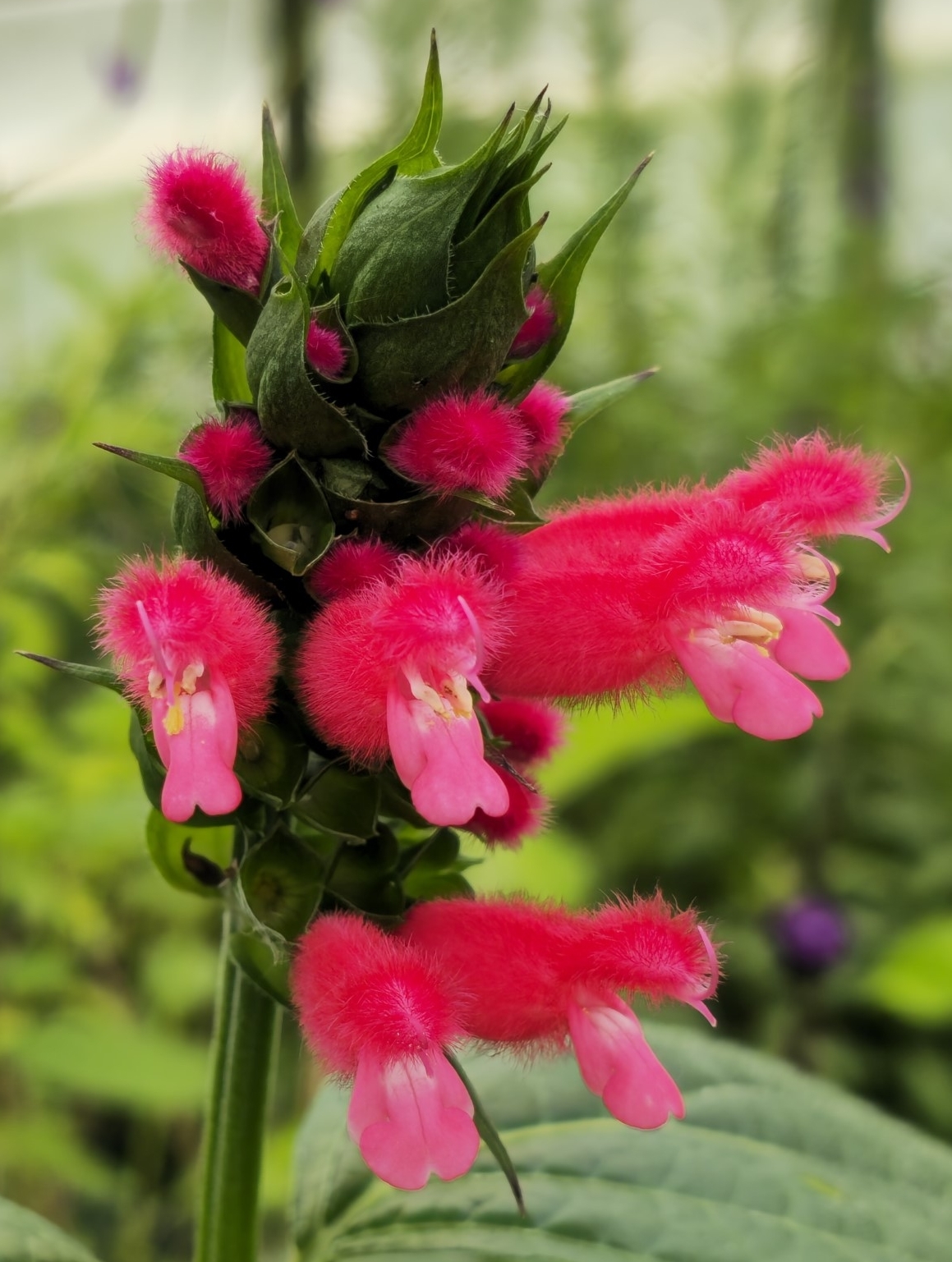 Fuzzy Bolivian Sage, Salvia
