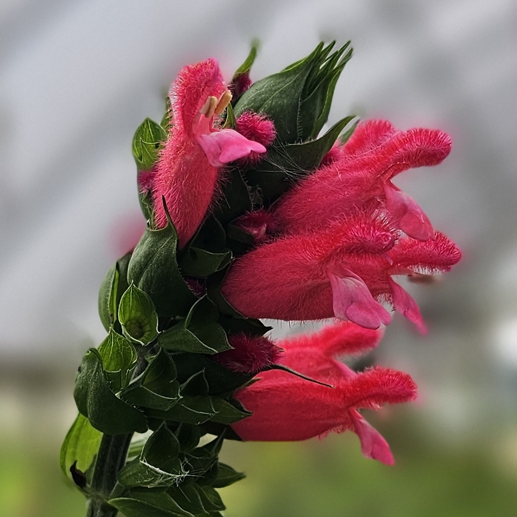 Fuzzy Bolivian Sage, Salvia