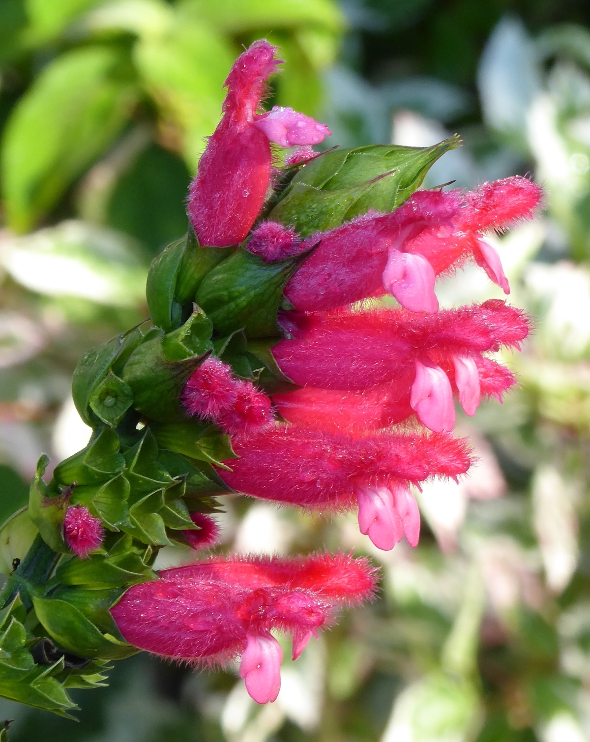 Fuzzy Bolivian Sage, Salvia