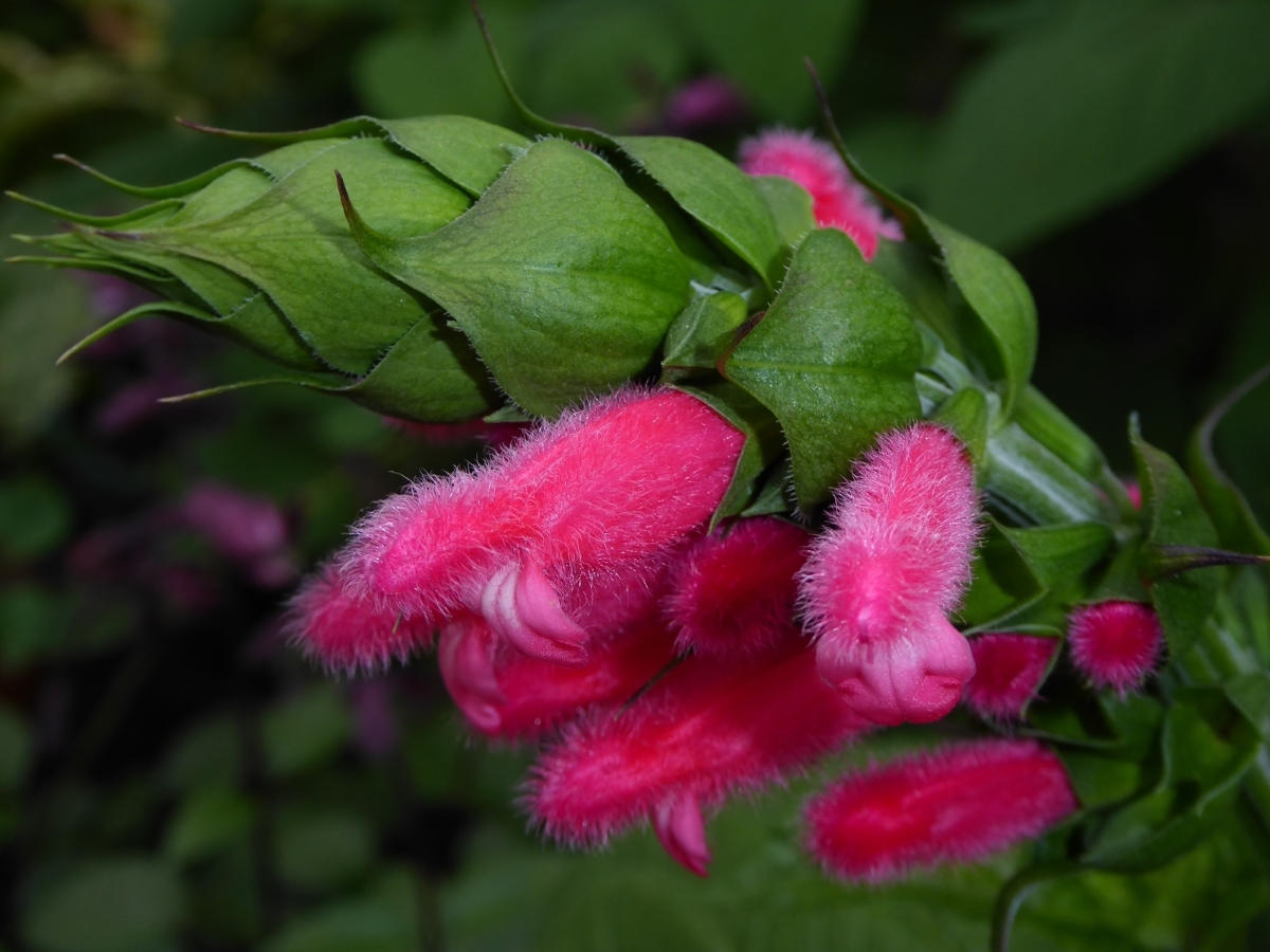 Fuzzy Bolivian Sage, Salvia