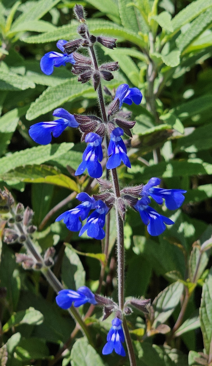 Sinaloan Blue Sage, Sapphire Salvia