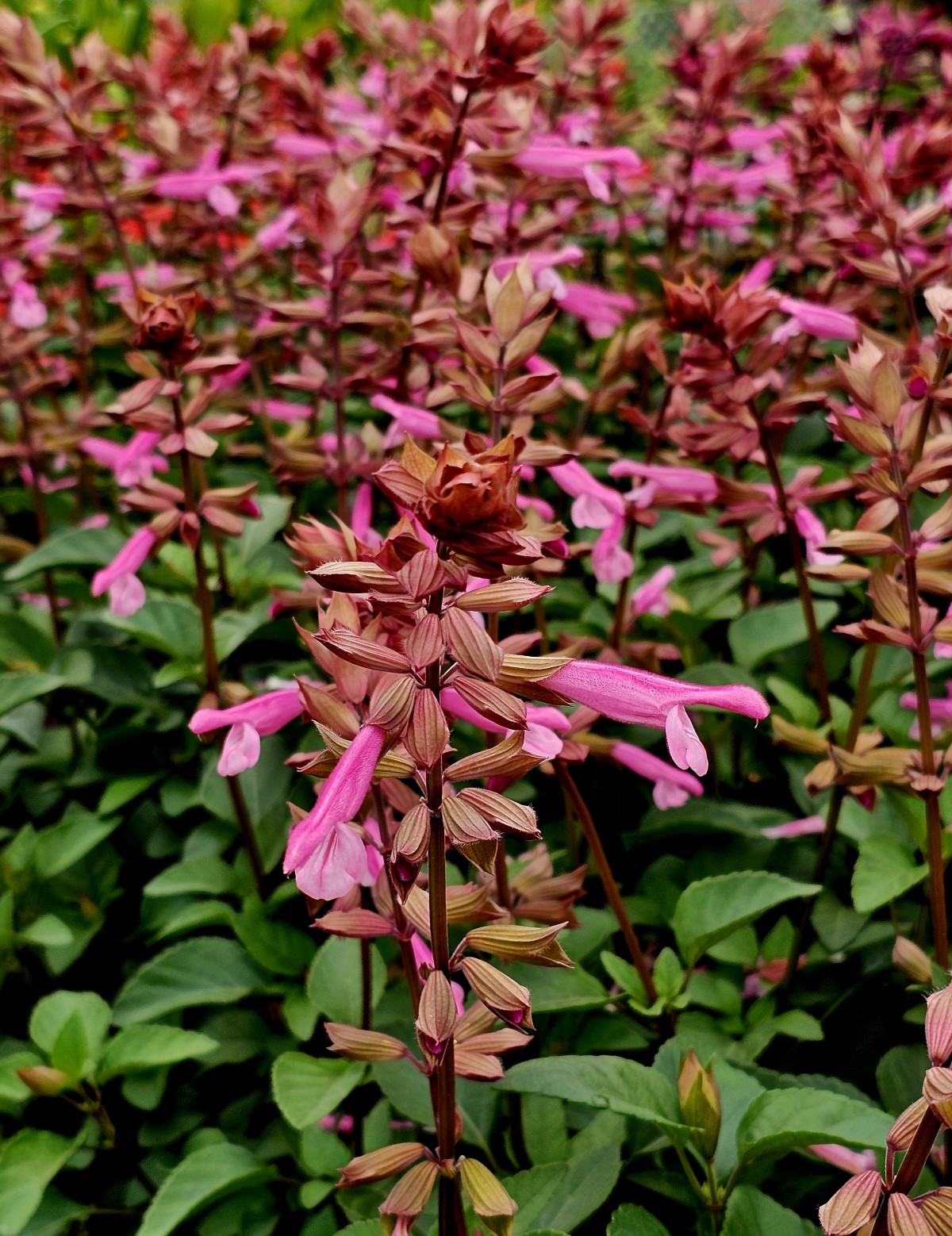 Skyscraper™ Pink Salvia, Sage