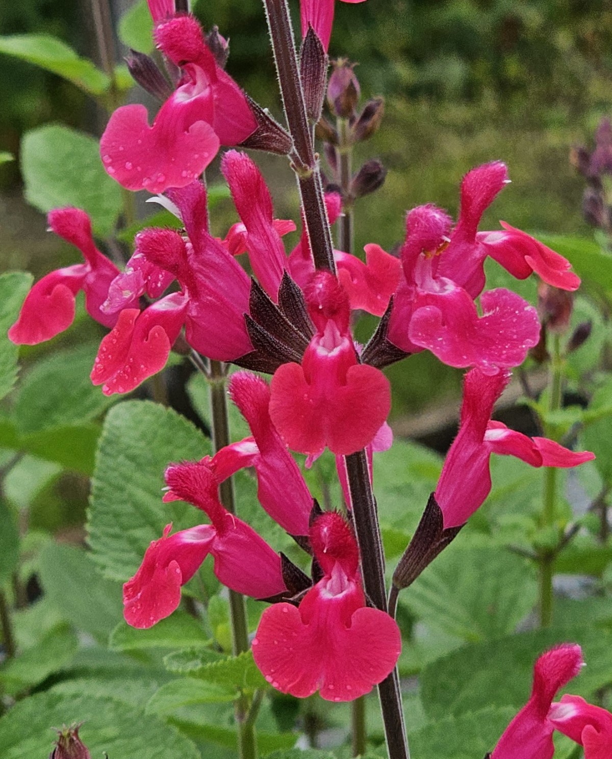 Pink Pong Salvia, Autumn Sage - 2-3'H Perennials - Almost Eden