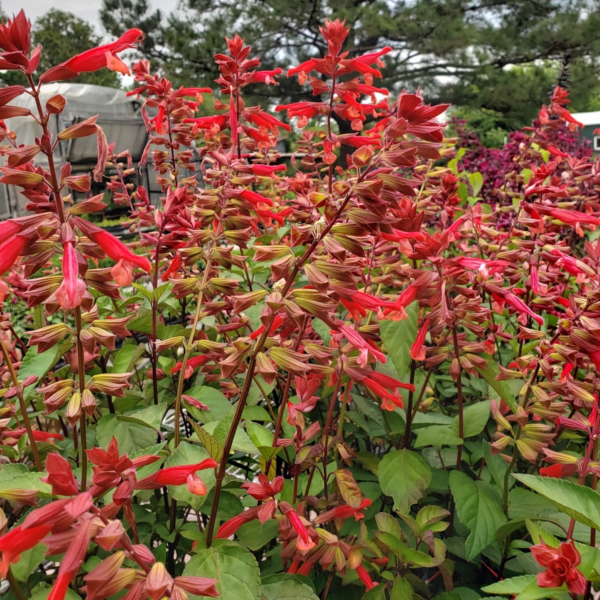 Skyscraper™ Orange Salvia, Sage