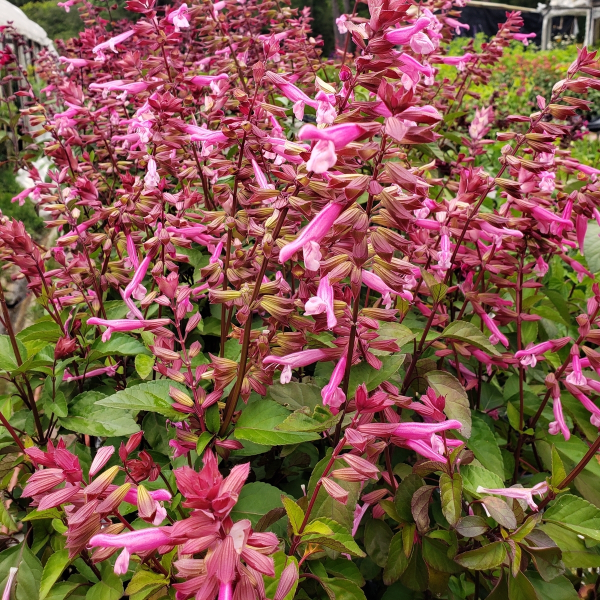 Skyscraper™ Pink Salvia, Sage