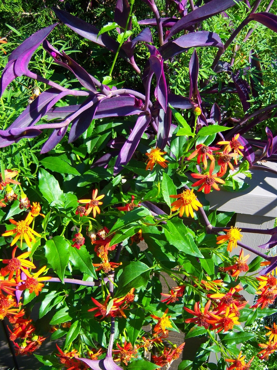 Mexican Love Vine, Mexican Flame Vine