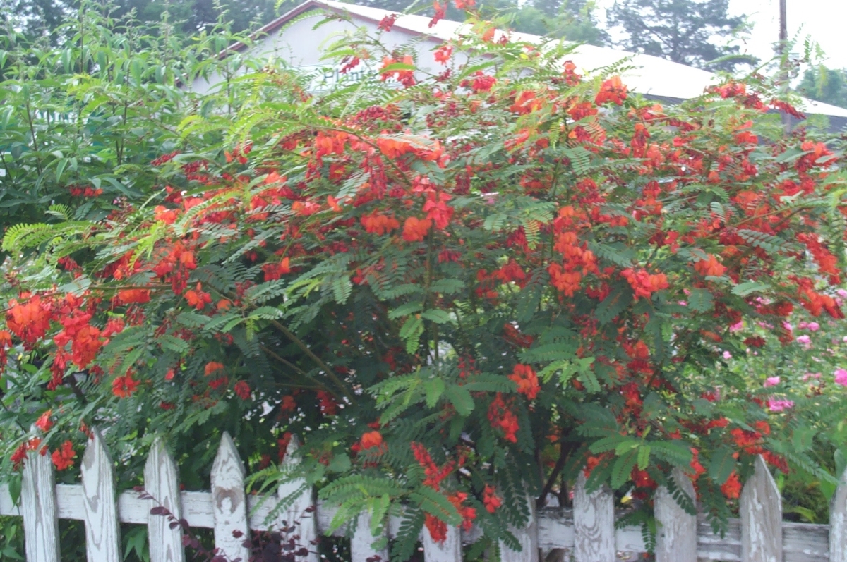 Scarlet Wisteria, Red Wisteria